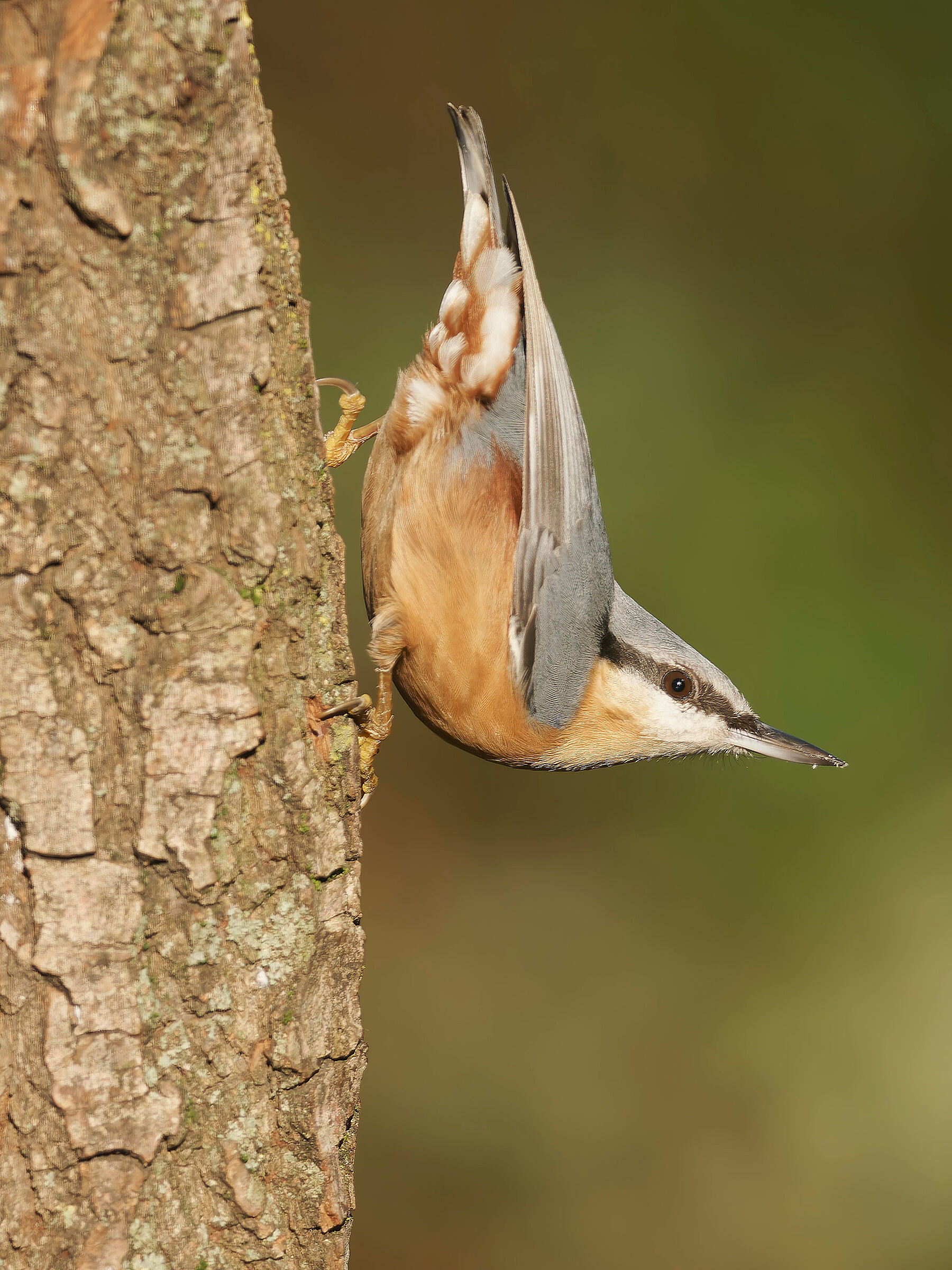 Wood nuthatch
