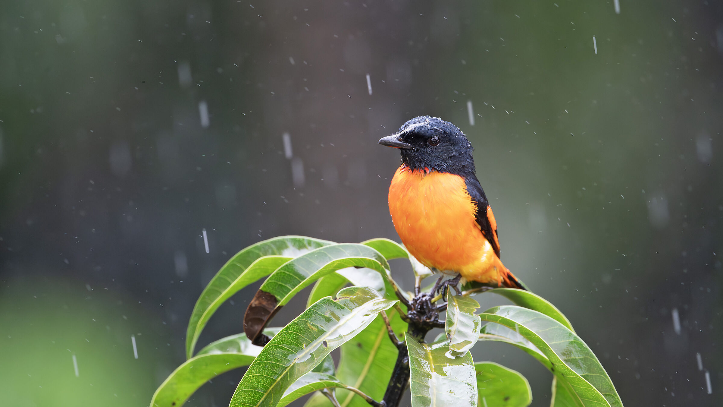 Orange minivet (bad)