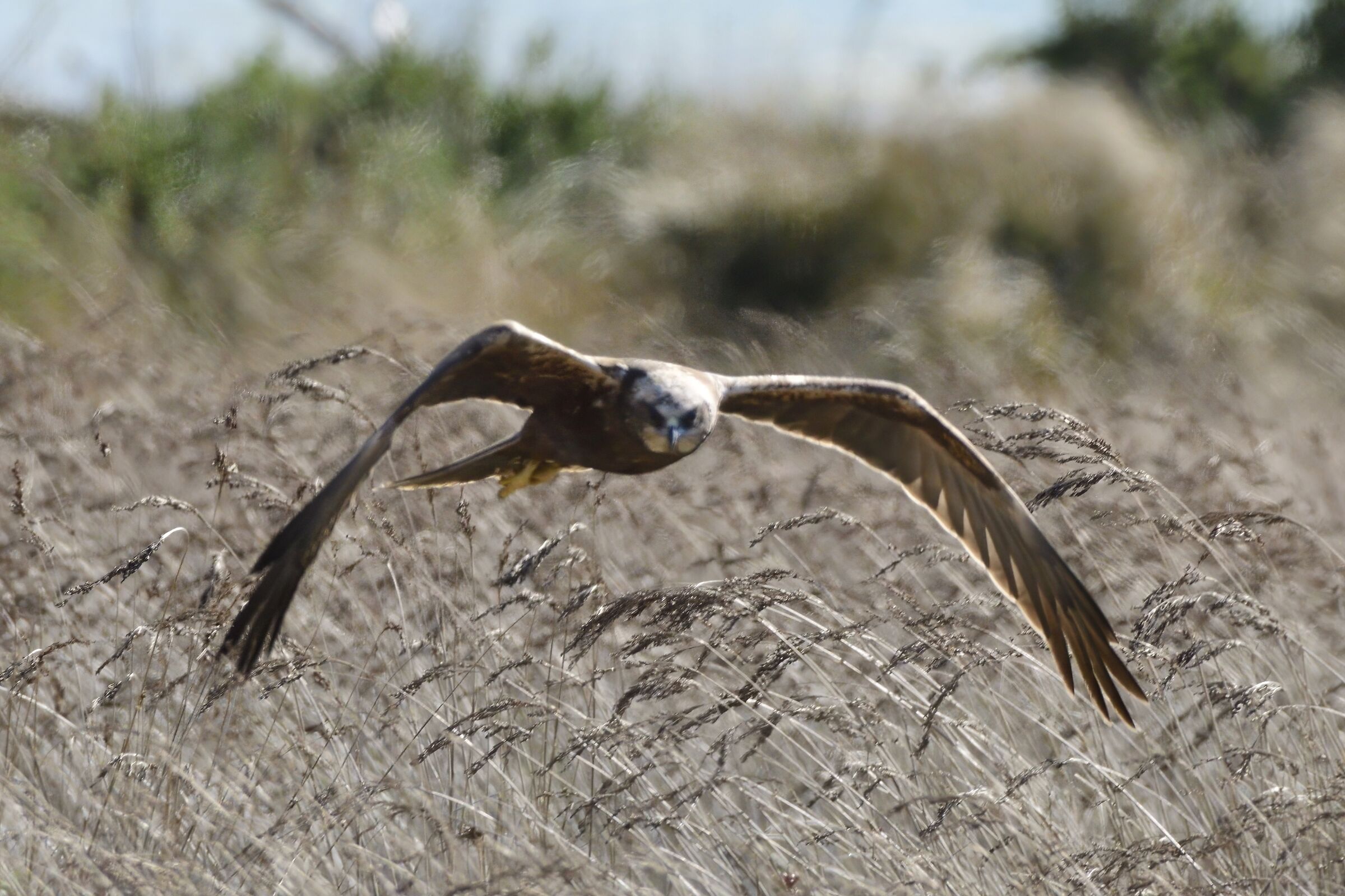 falco di palude