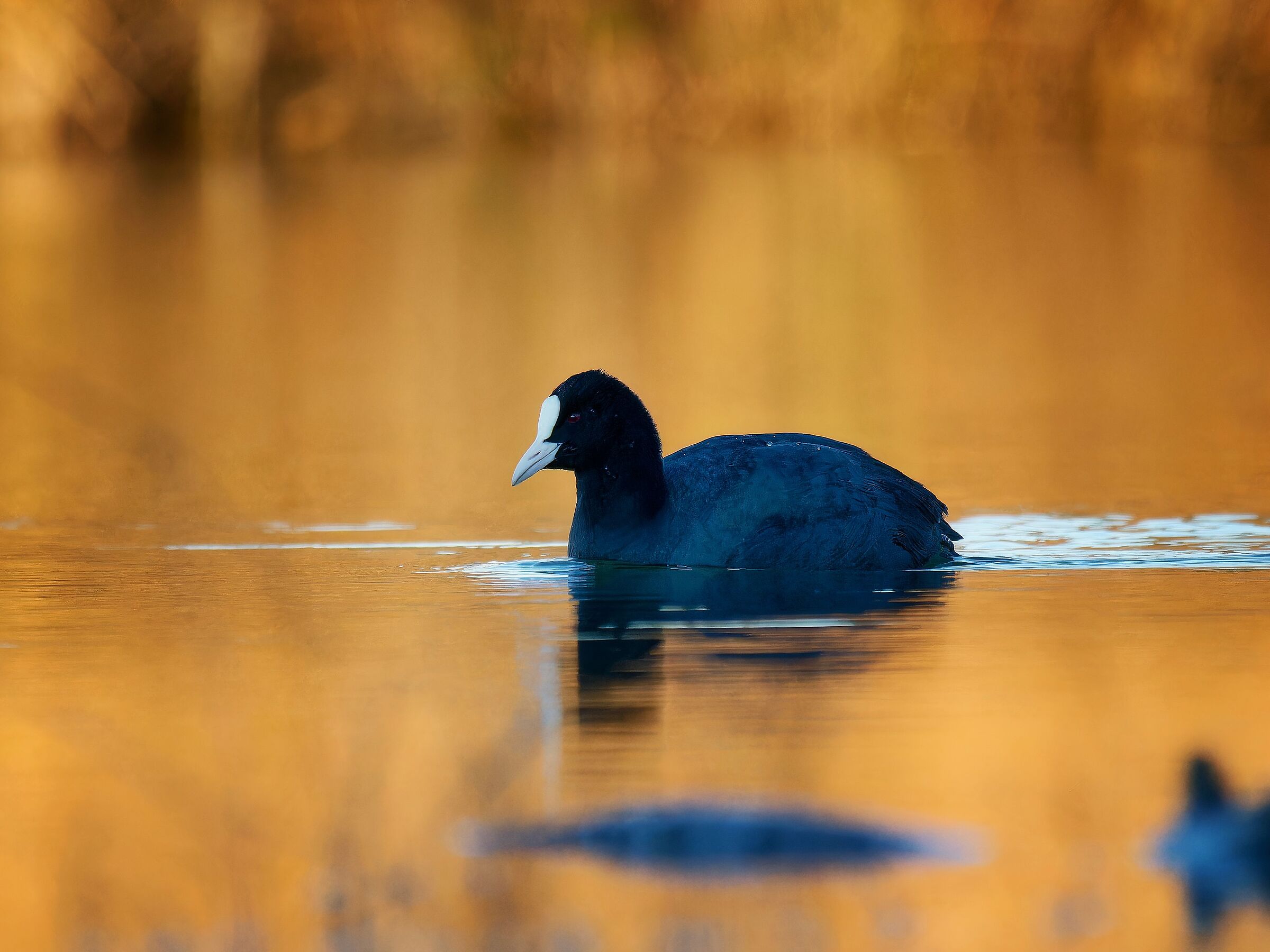 Coot at first light