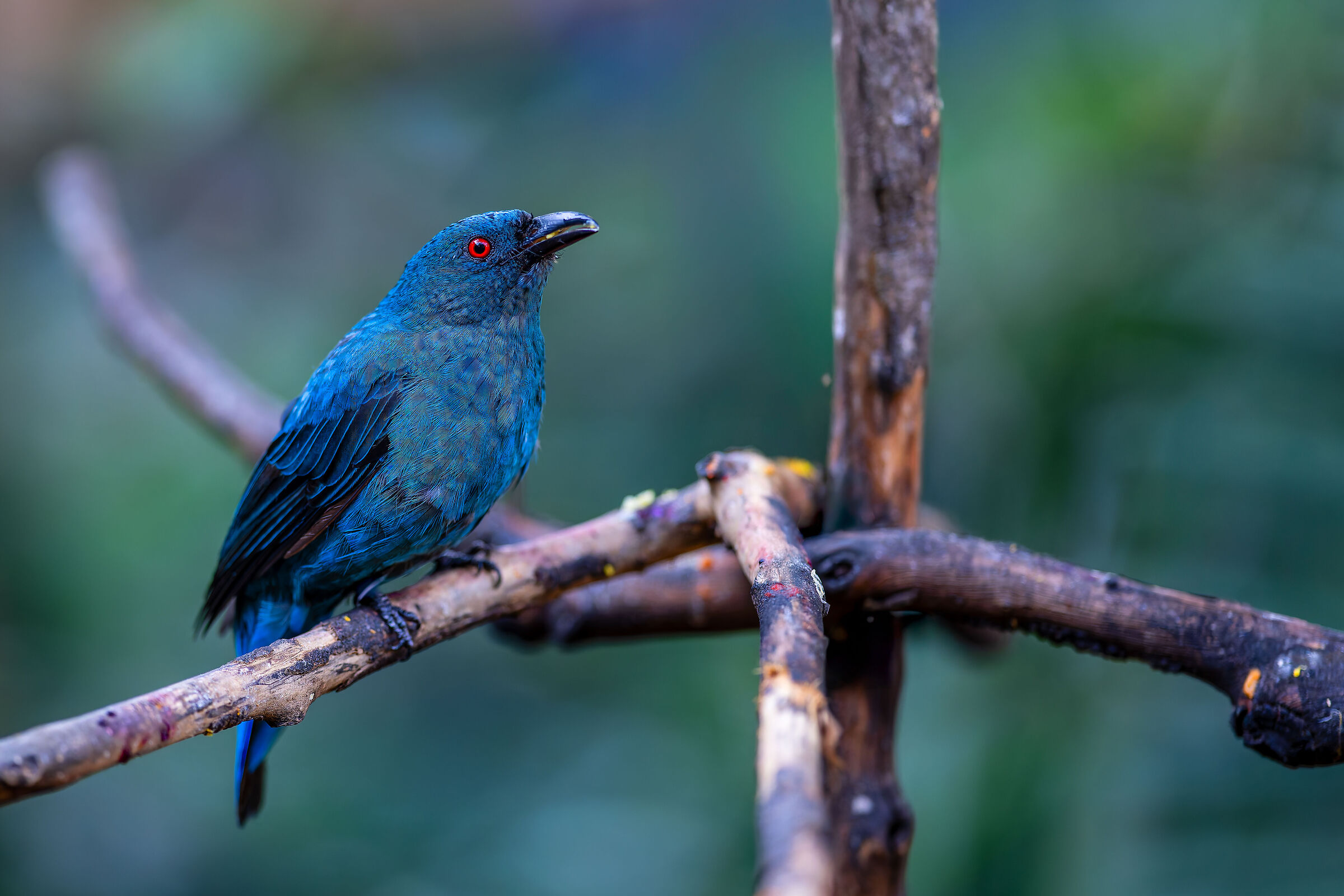 The bird with dark turquoise feathers