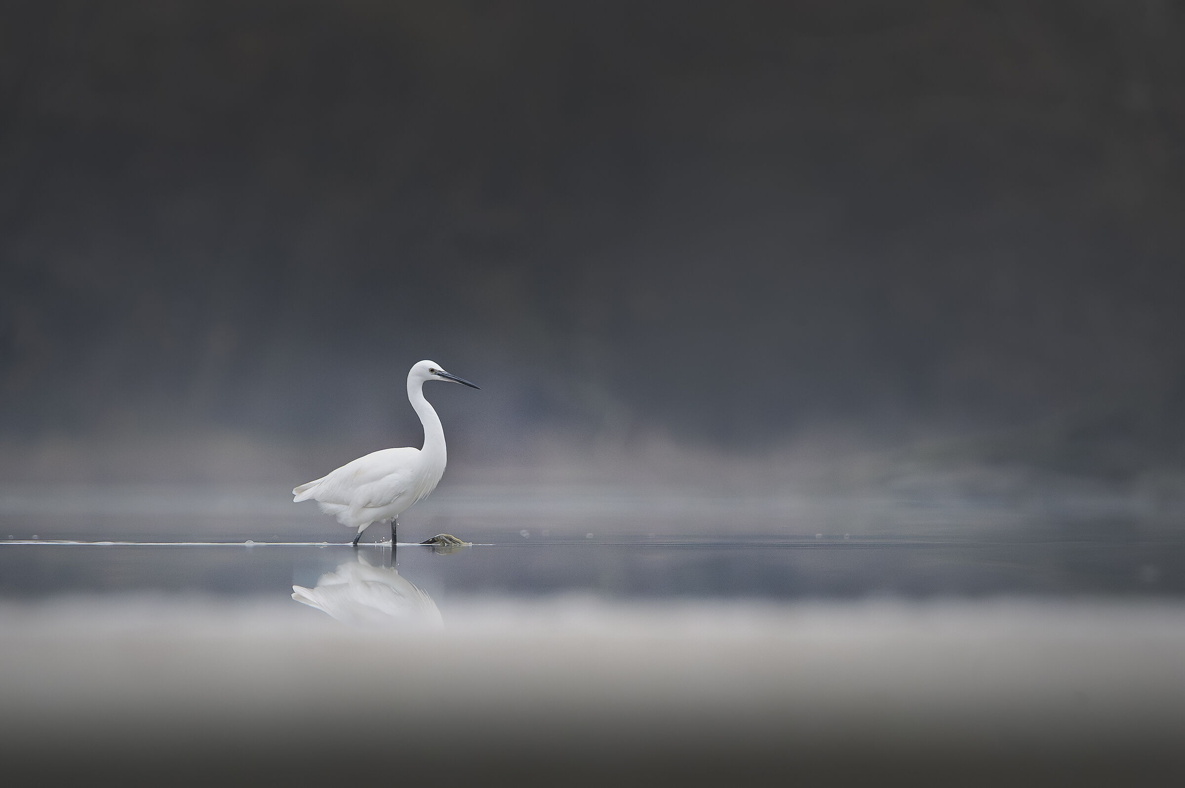 winter egret