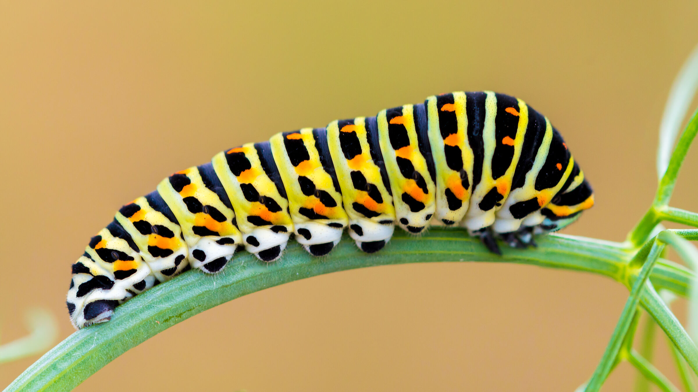 Macaon caterpillar
