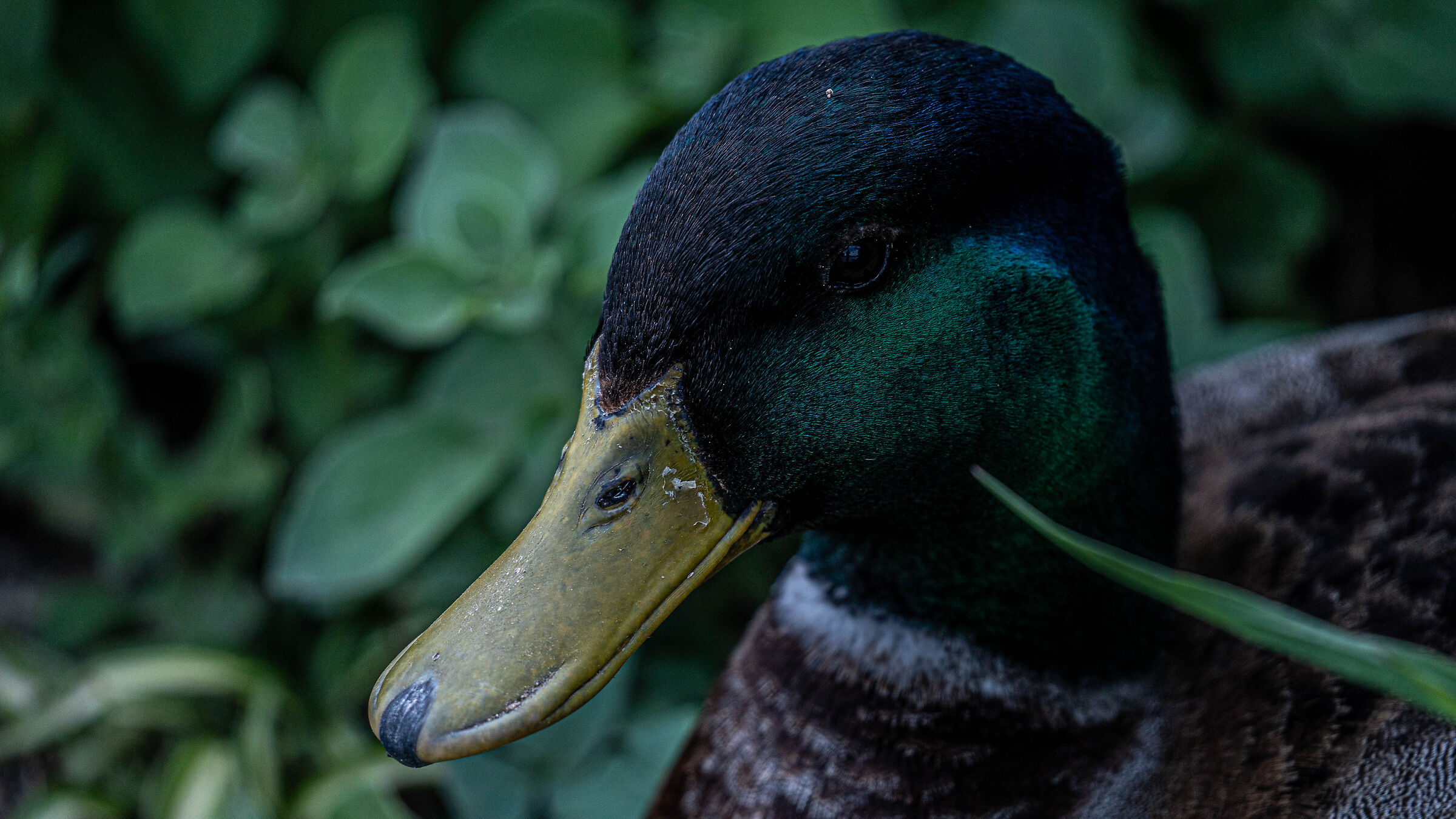 Germano reale macro