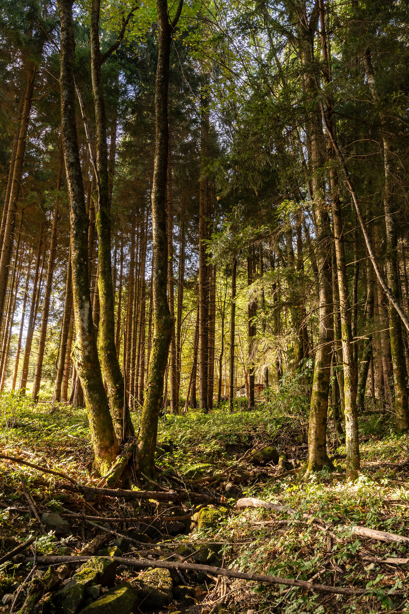 Il boschetto di casa all'alba