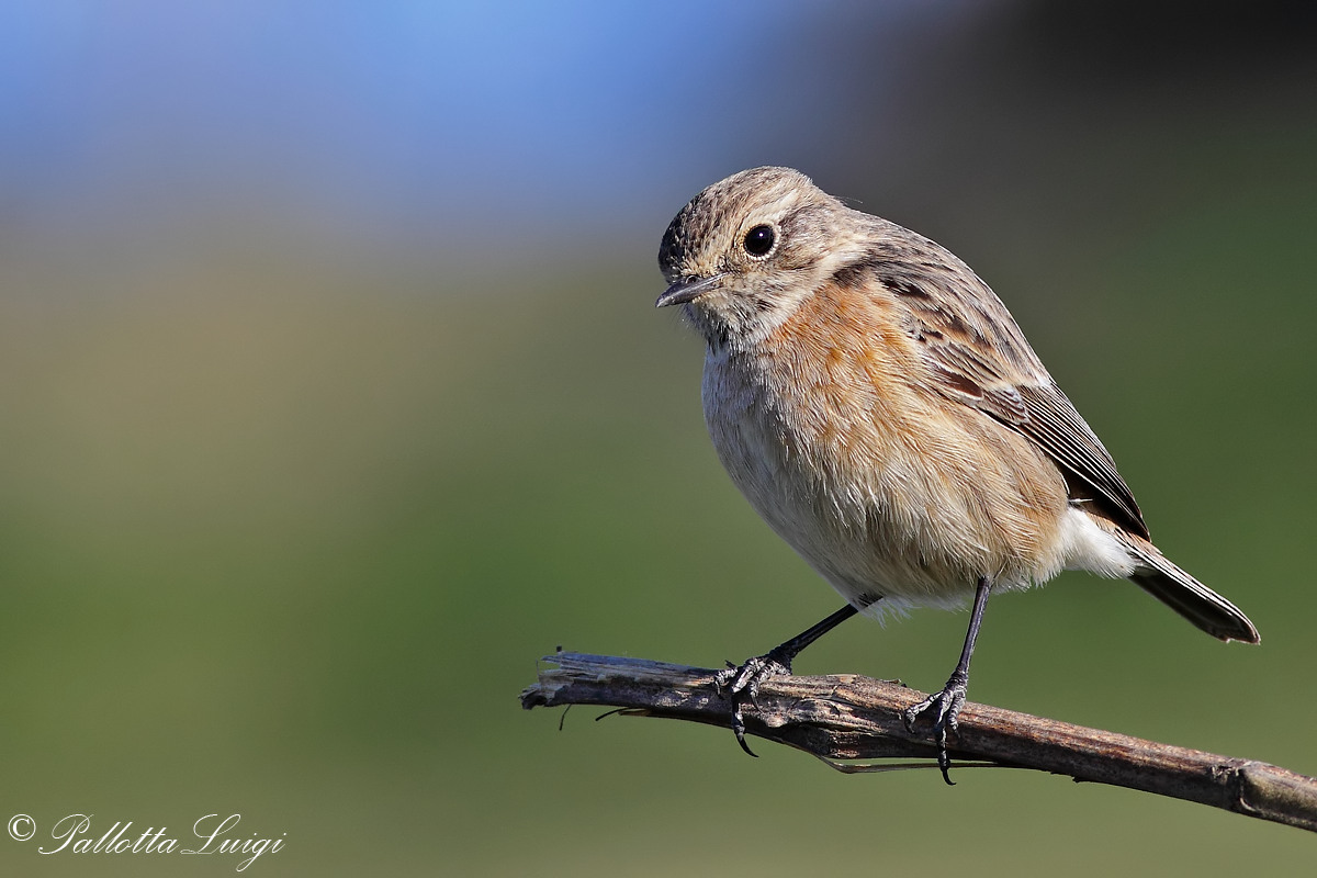 Stonechat (Saxicola torquata)