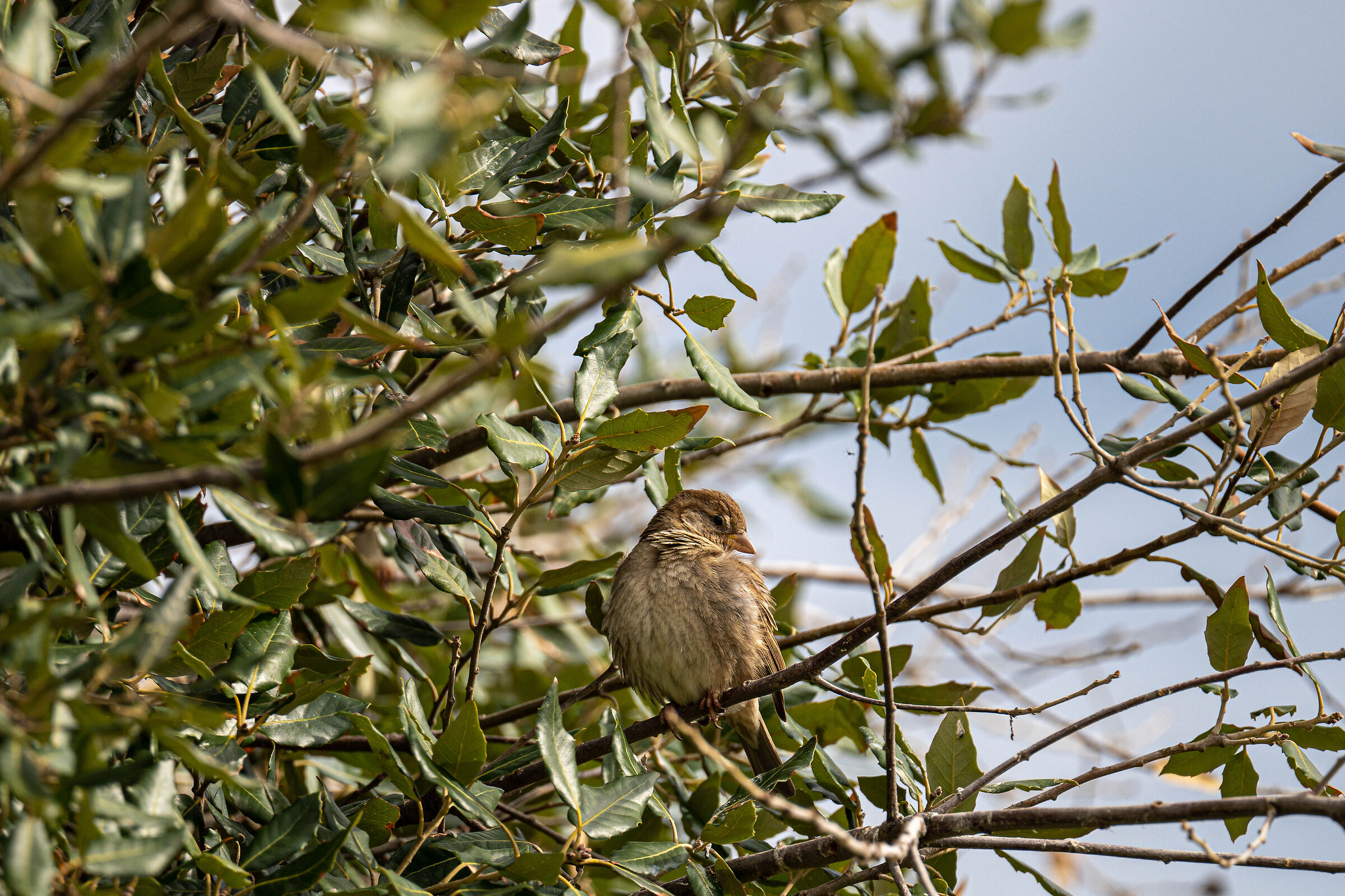 L'uccellino
