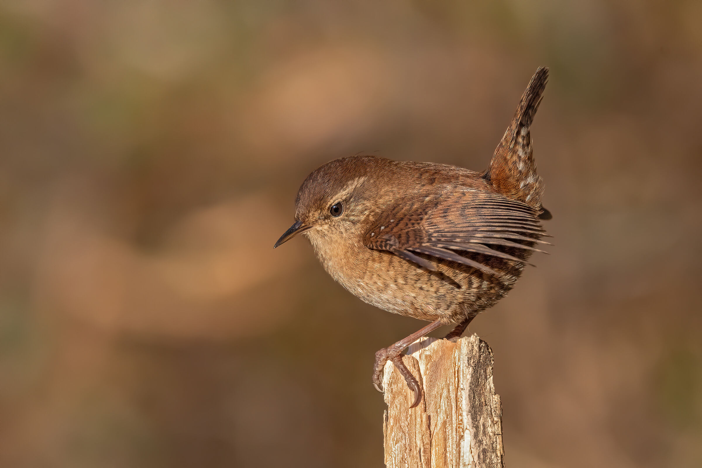 Wren