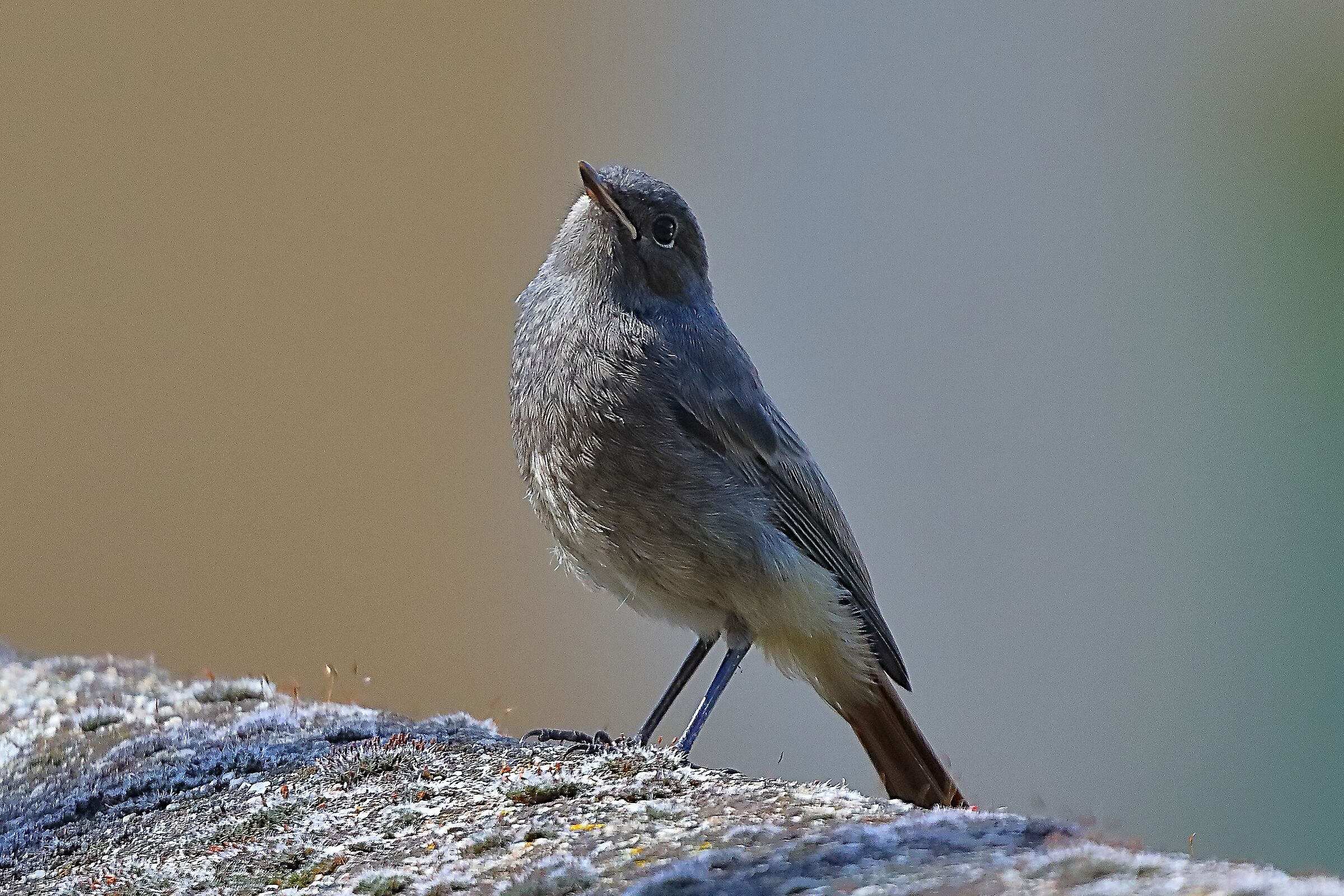 Codirosso S Nov 28 maggio 2024 - 0057