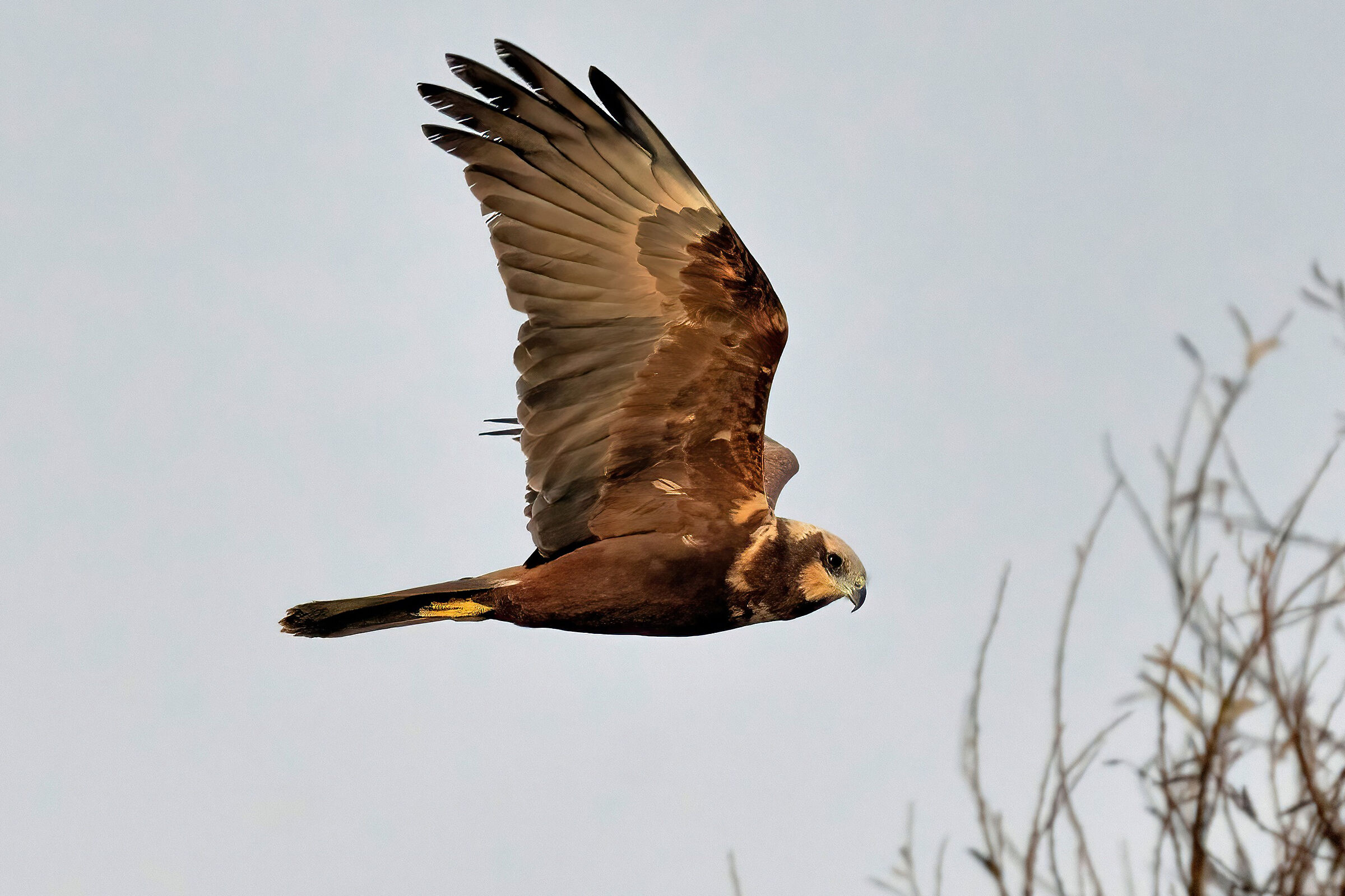 Marsh Harrier (Circus aeruginosus)