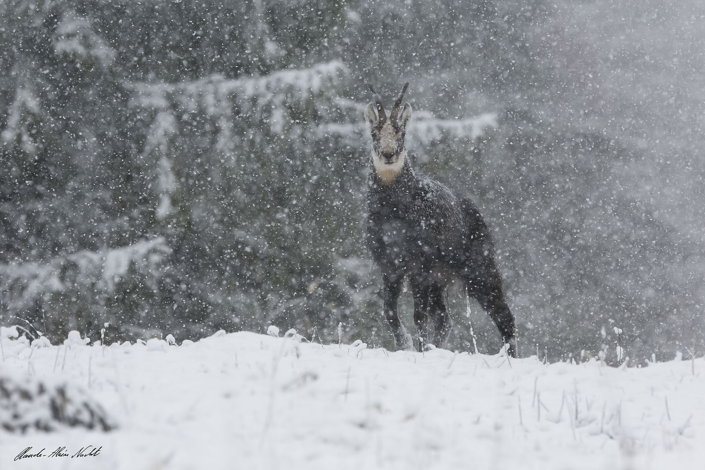 Snowstorm during chamois rutting season