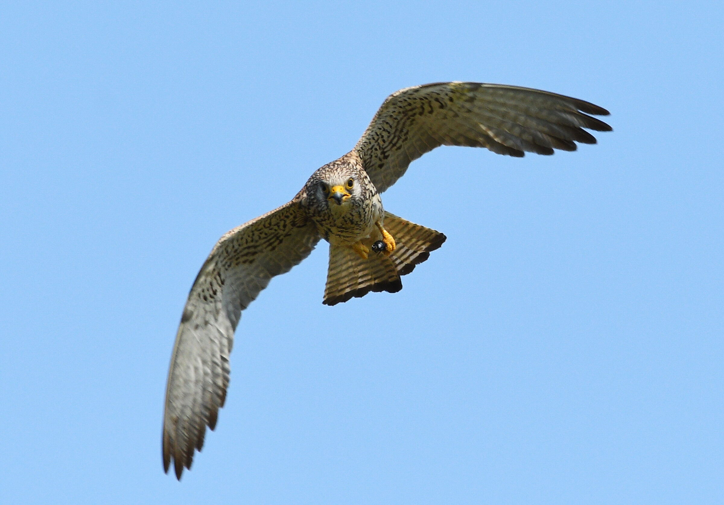Kestrel with prey
