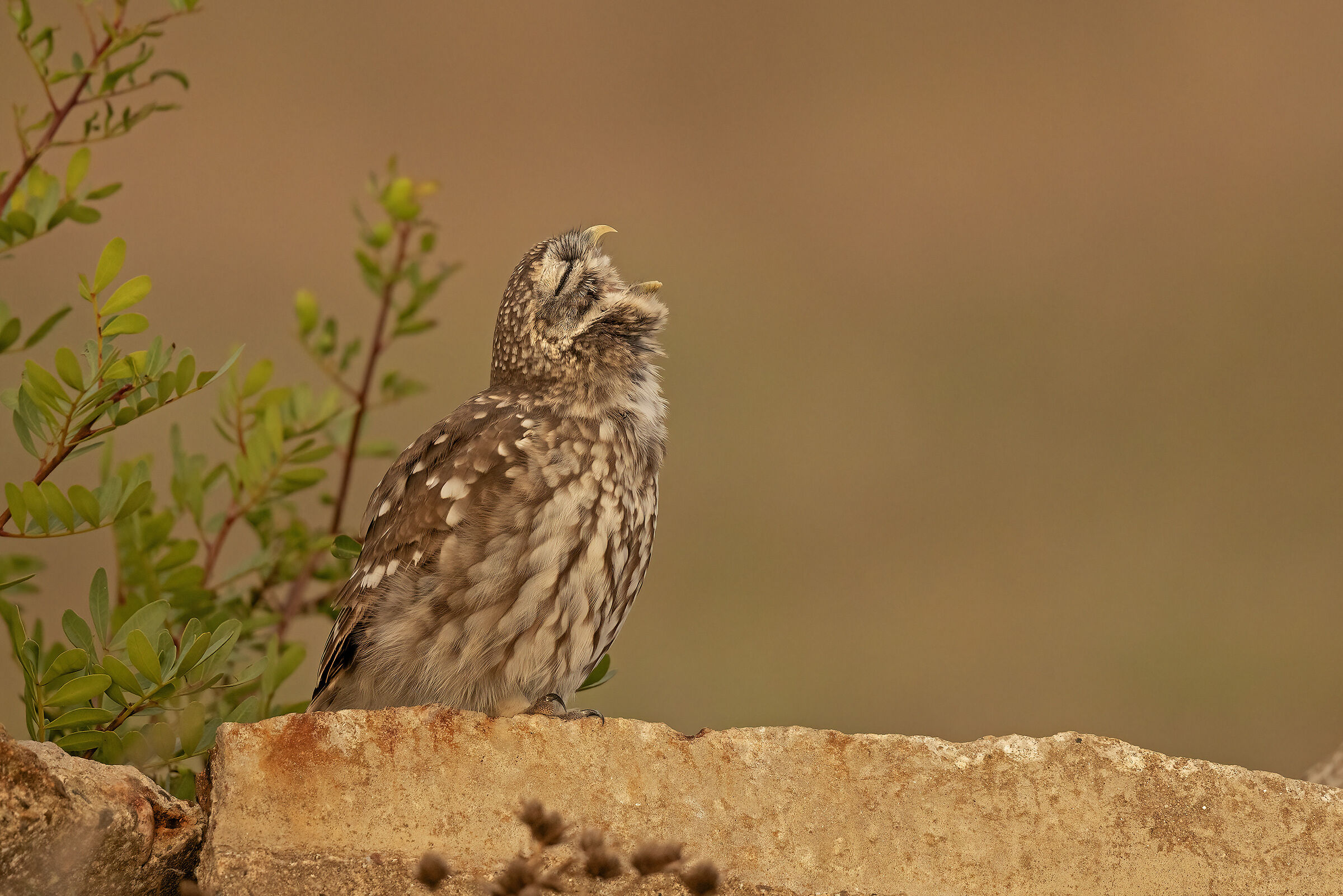 il massimo dello sbadiglio