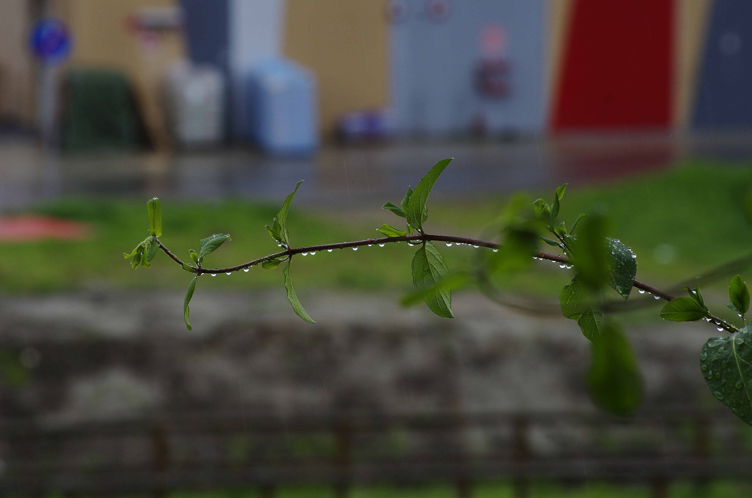 Pioggia sul caprifoglio e sul limone