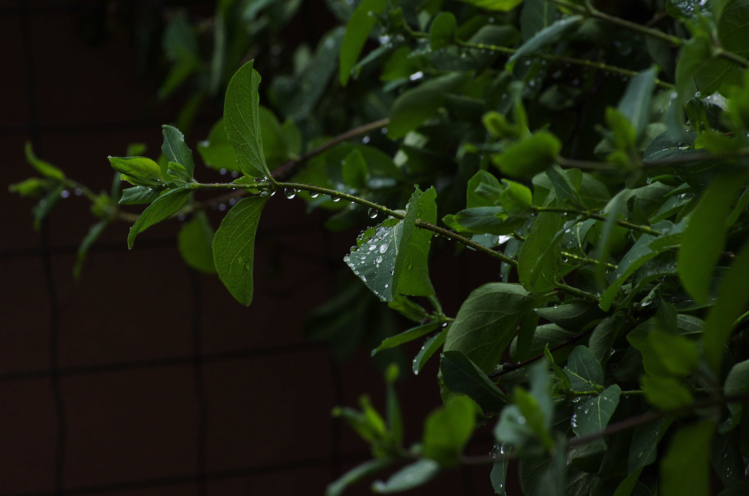 Pioggia sul caprifoglio e sul limone