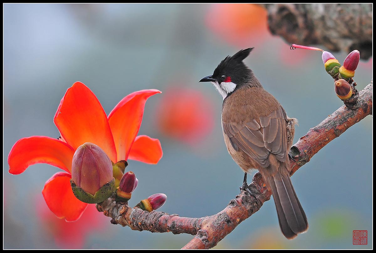 Red-whiskered Bulbul & the Red Kapok Tree (2)