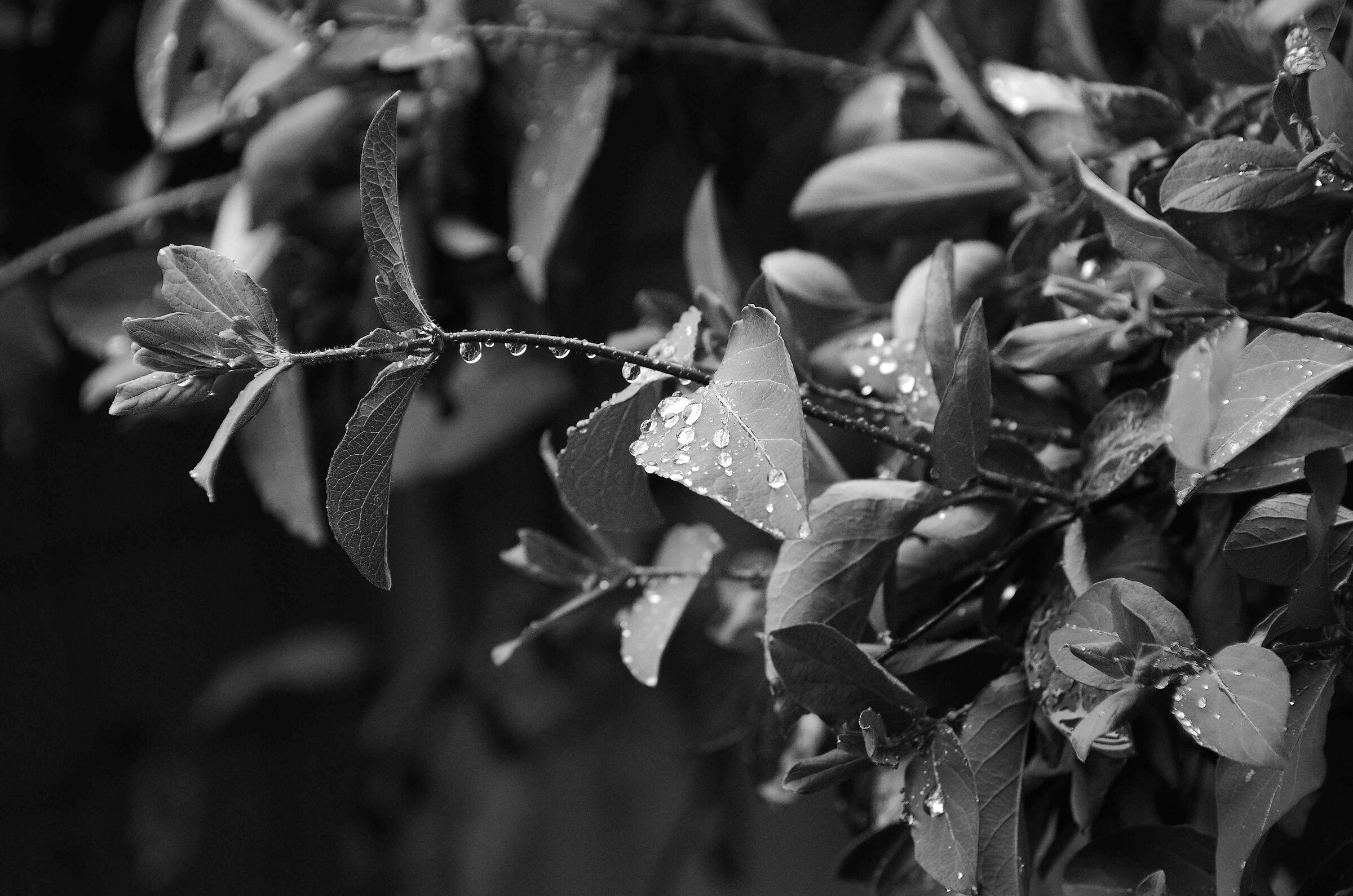 Pioggia sul caprifoglio e sul limone