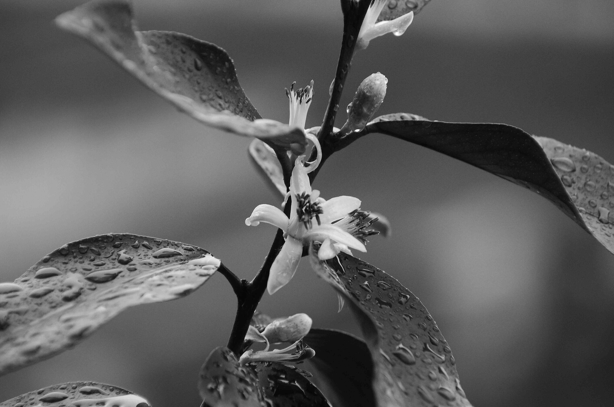 Pioggia sul caprifoglio e sul limone