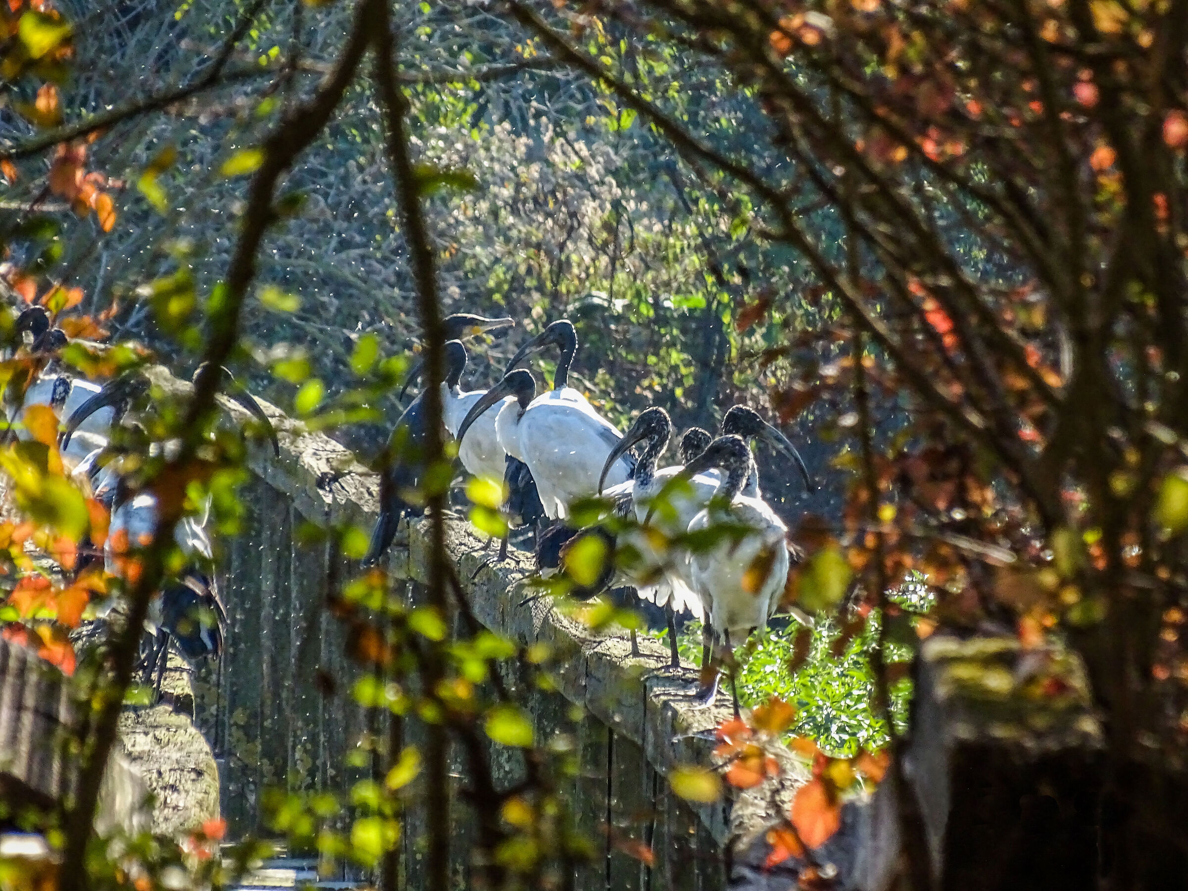 Ibis - Oasi Ca' di Mezzo