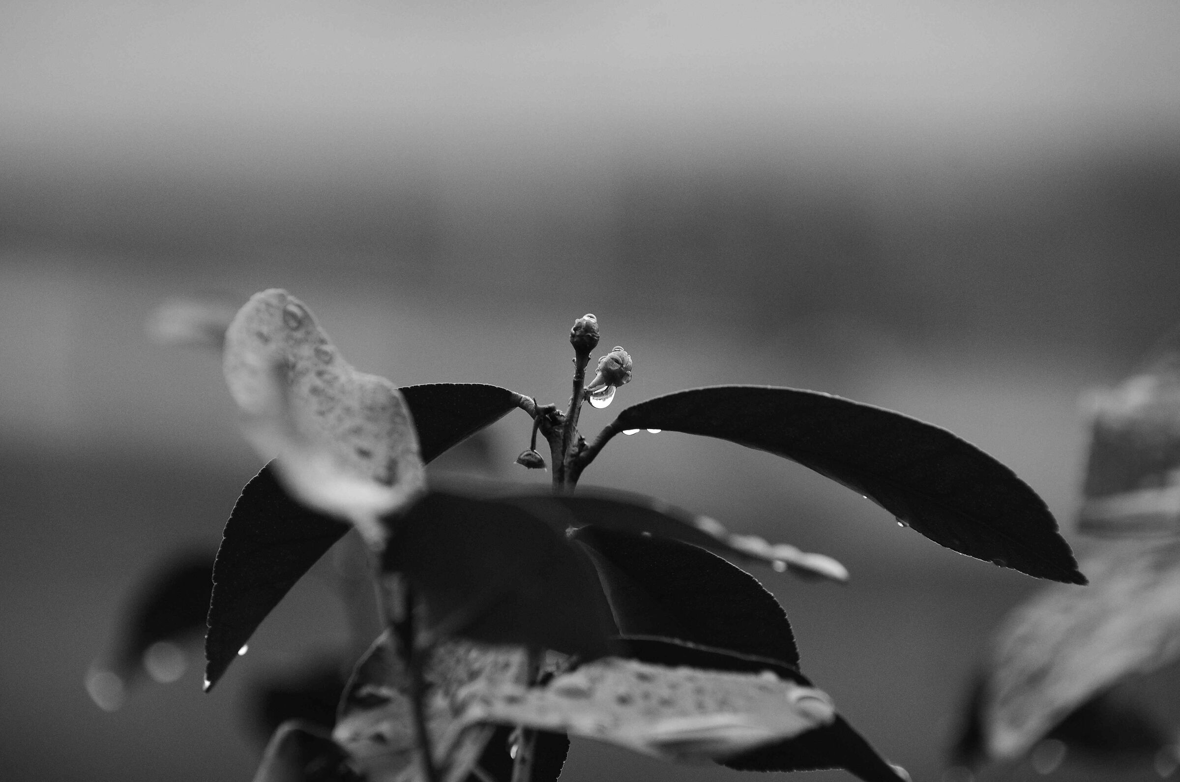 Pioggia sul caprifoglio e sul limone