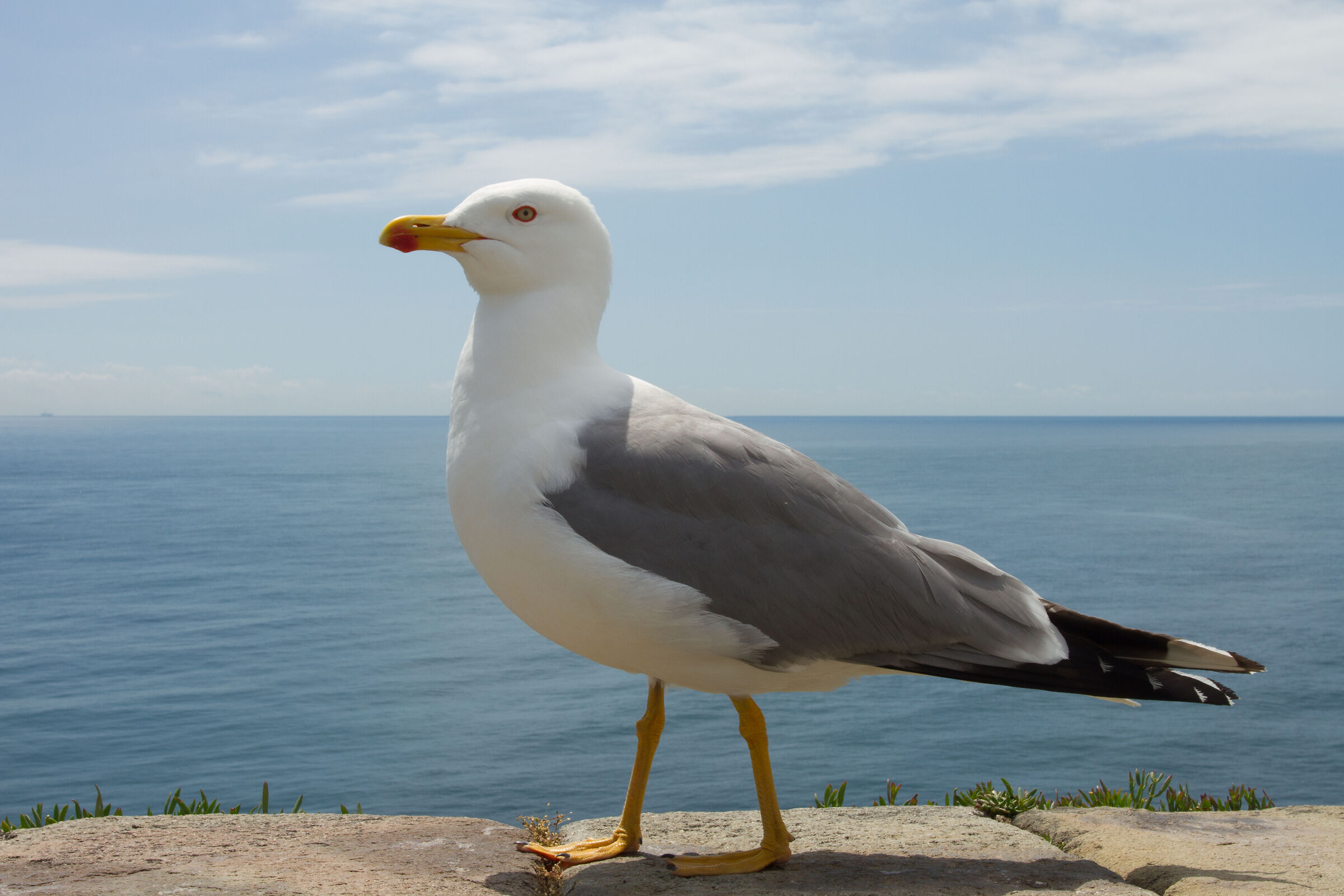 THE BIG BIRD THAT LIVES IN A CAGE