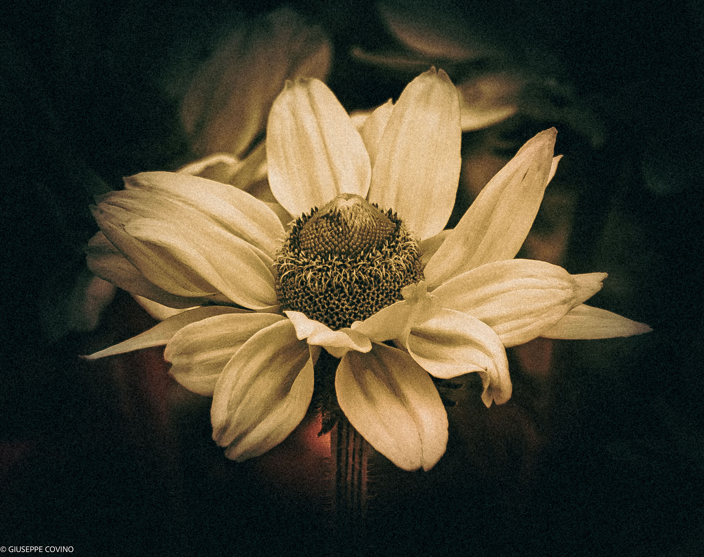 Elaborazione di un fiore