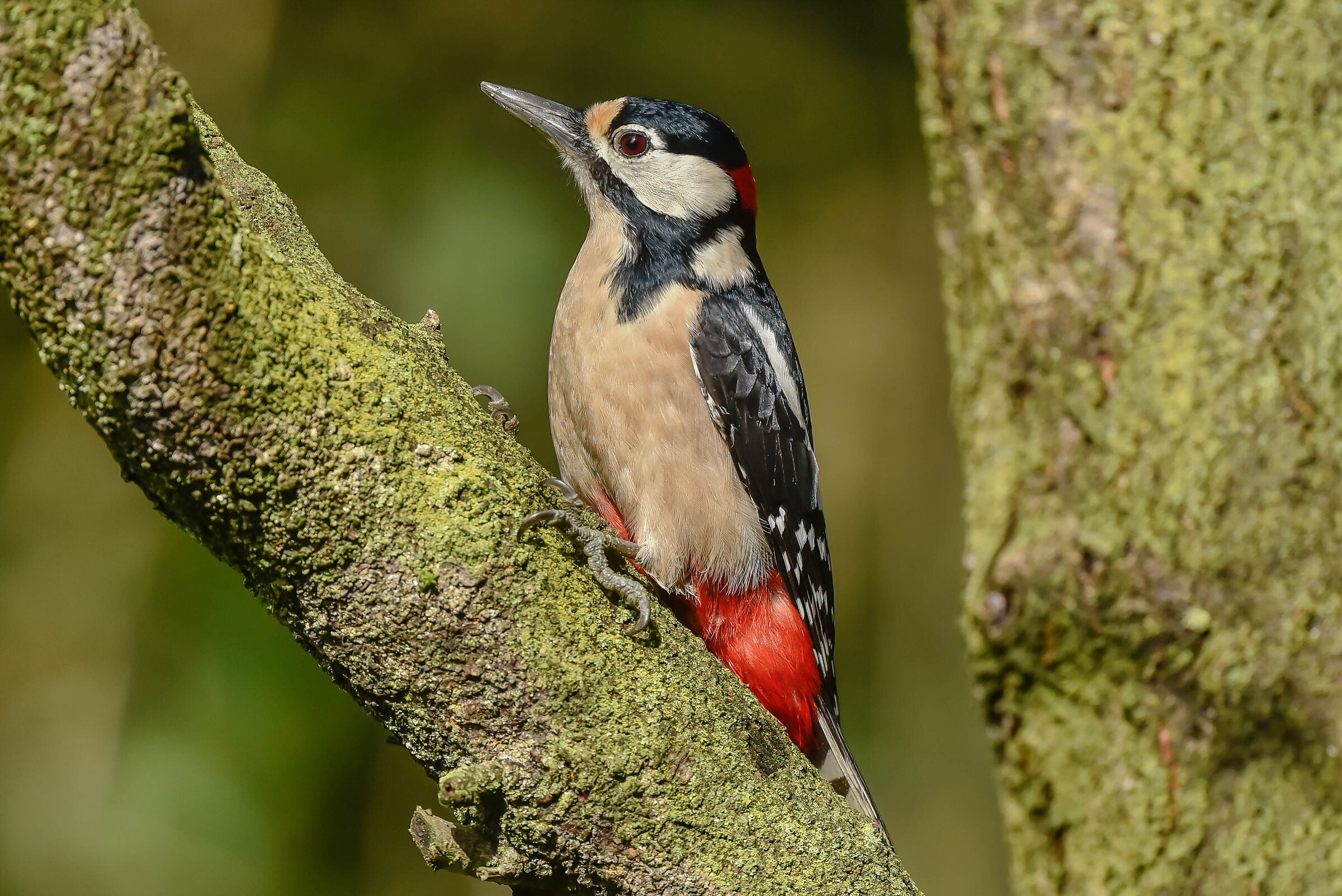 Picchio rosso maggiore