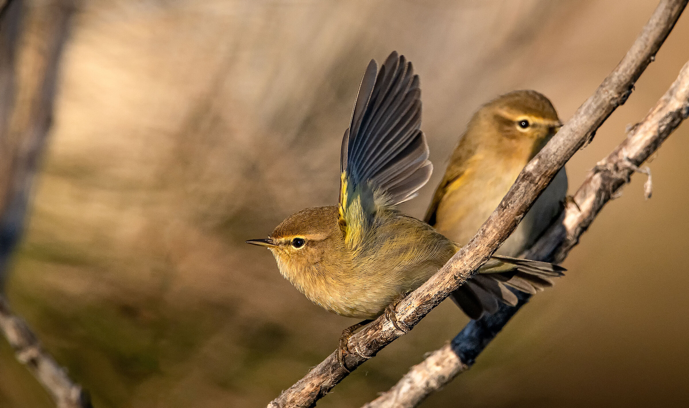 Chiffchaff