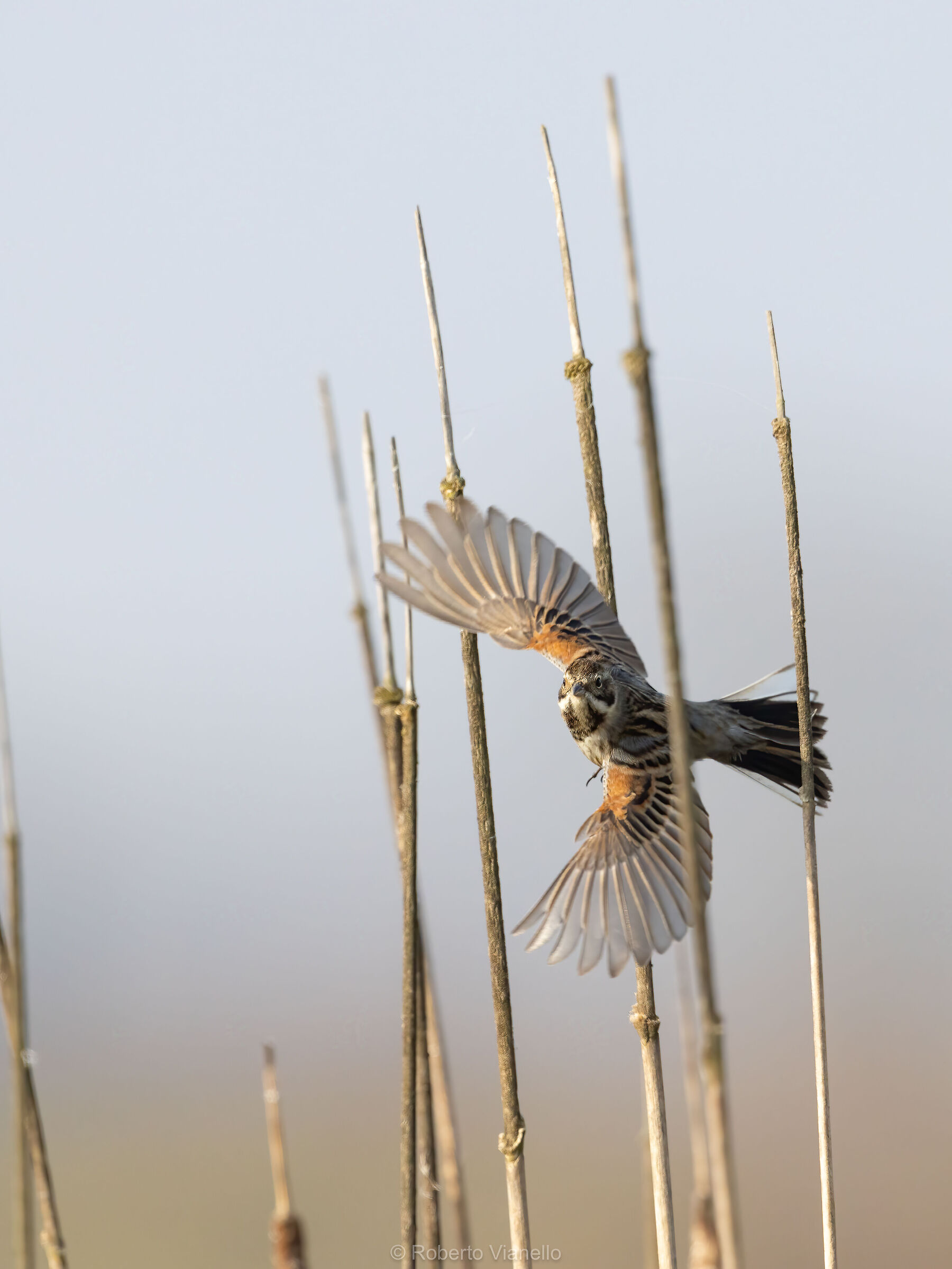 Migliarino di palude (Emberiza schoeniclus)