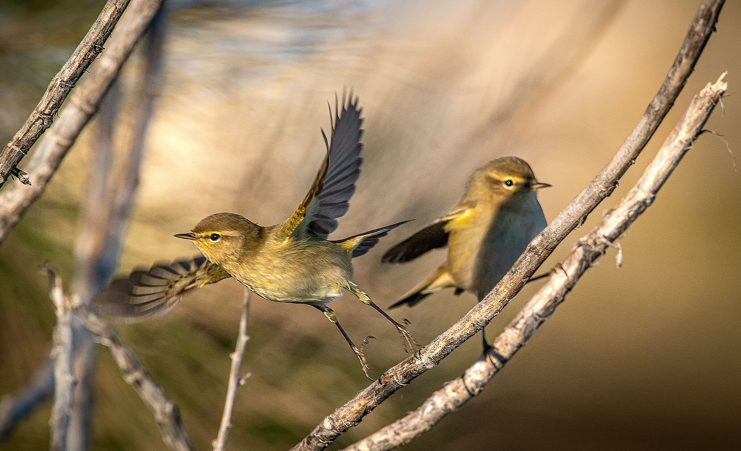 Chiffchaff