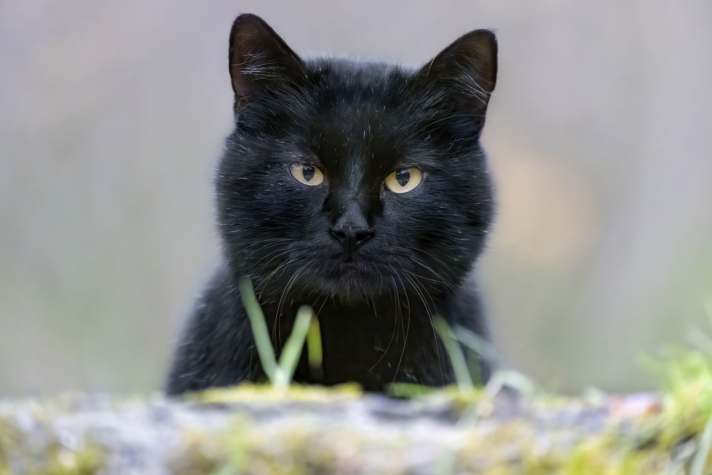 Black cat