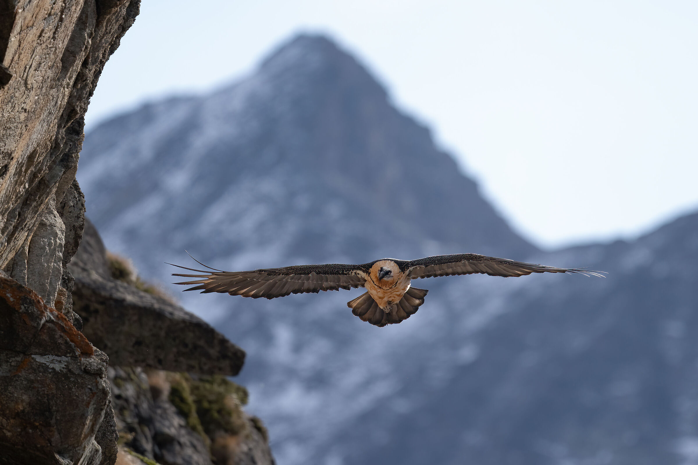 Gypaetus barbatus - Gran Paradiso National Park