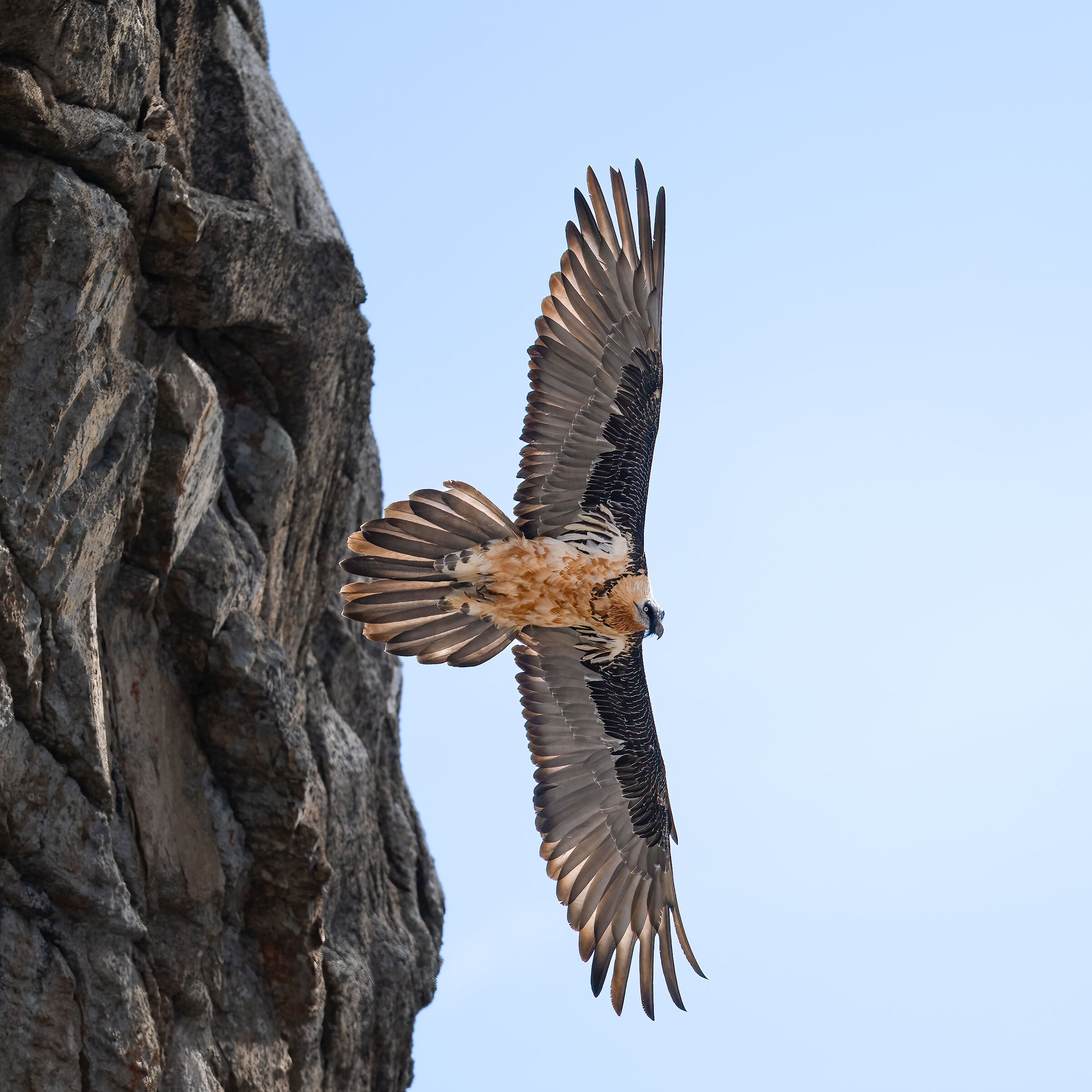 Gypaetus barbatus - Gran Paradiso National Park