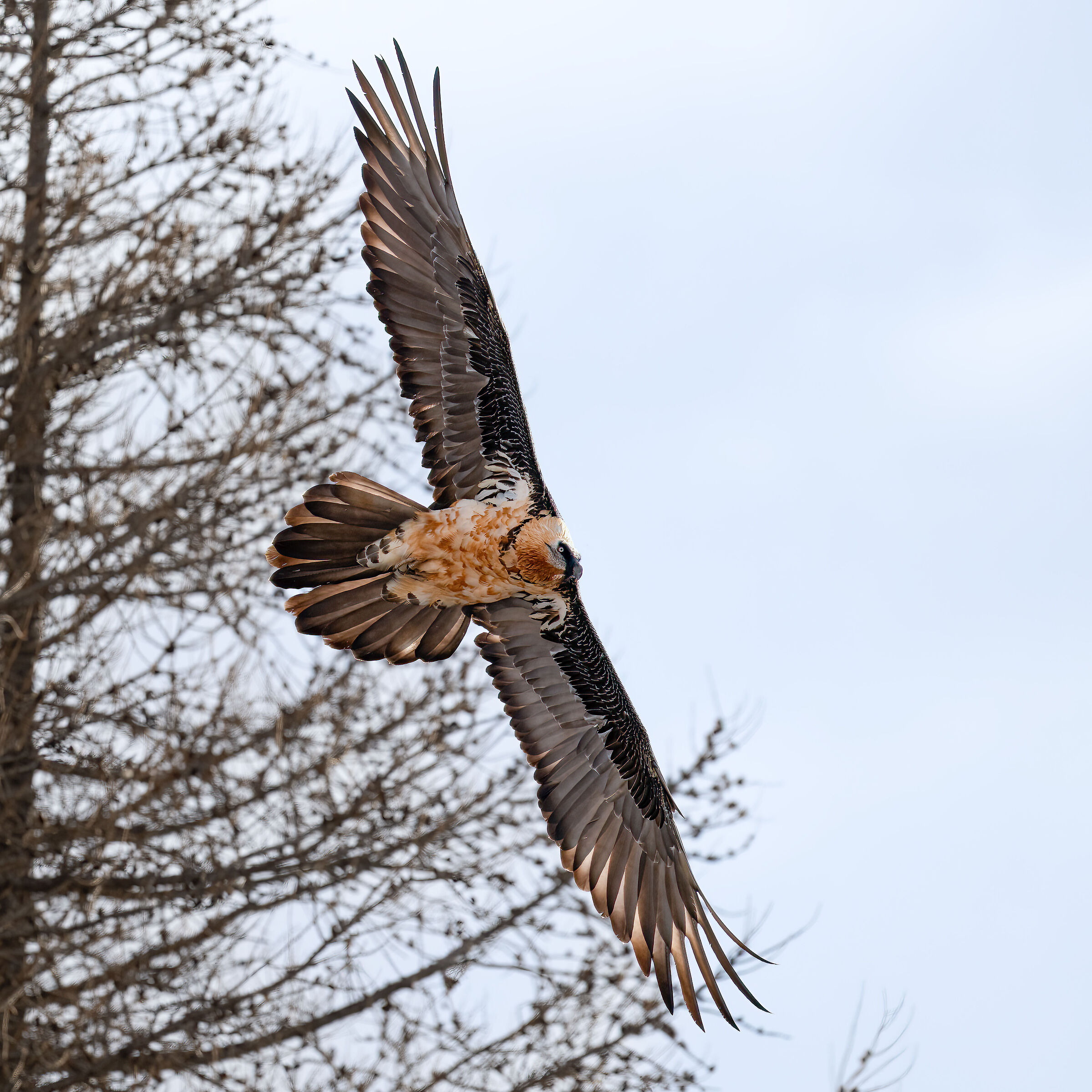 Gypaetus barbatus - Gran Paradiso National Park