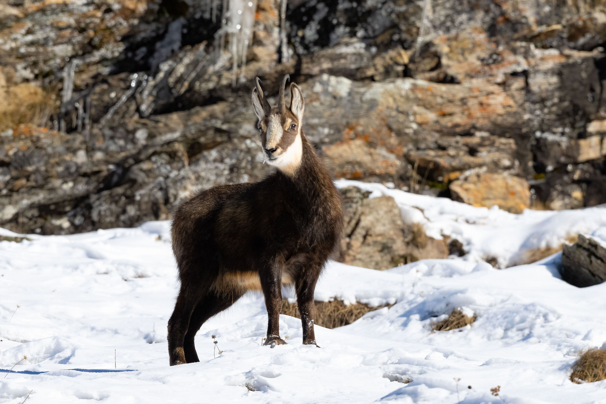 Chamois - Gran Paradiso National Park