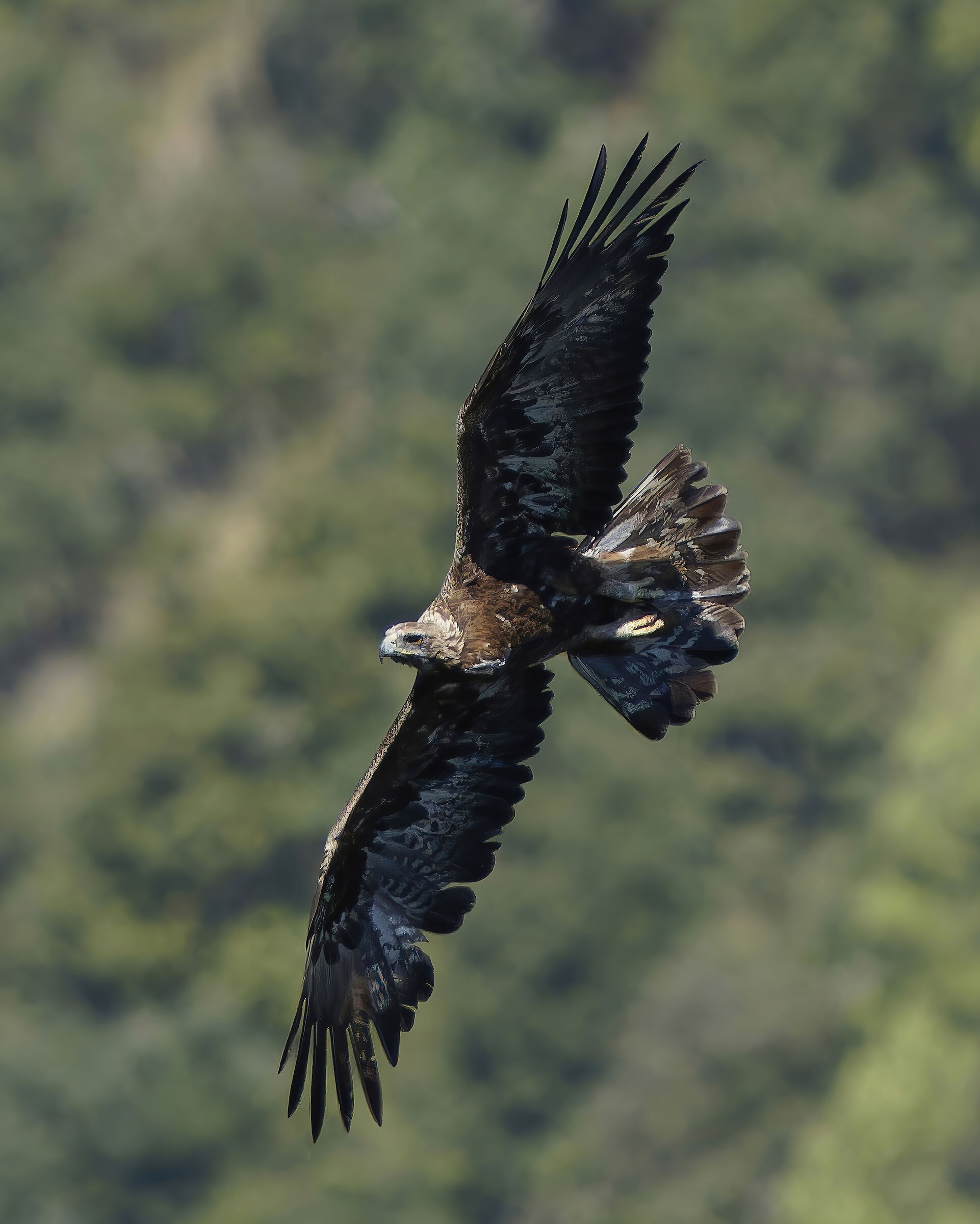 Golden eagle
