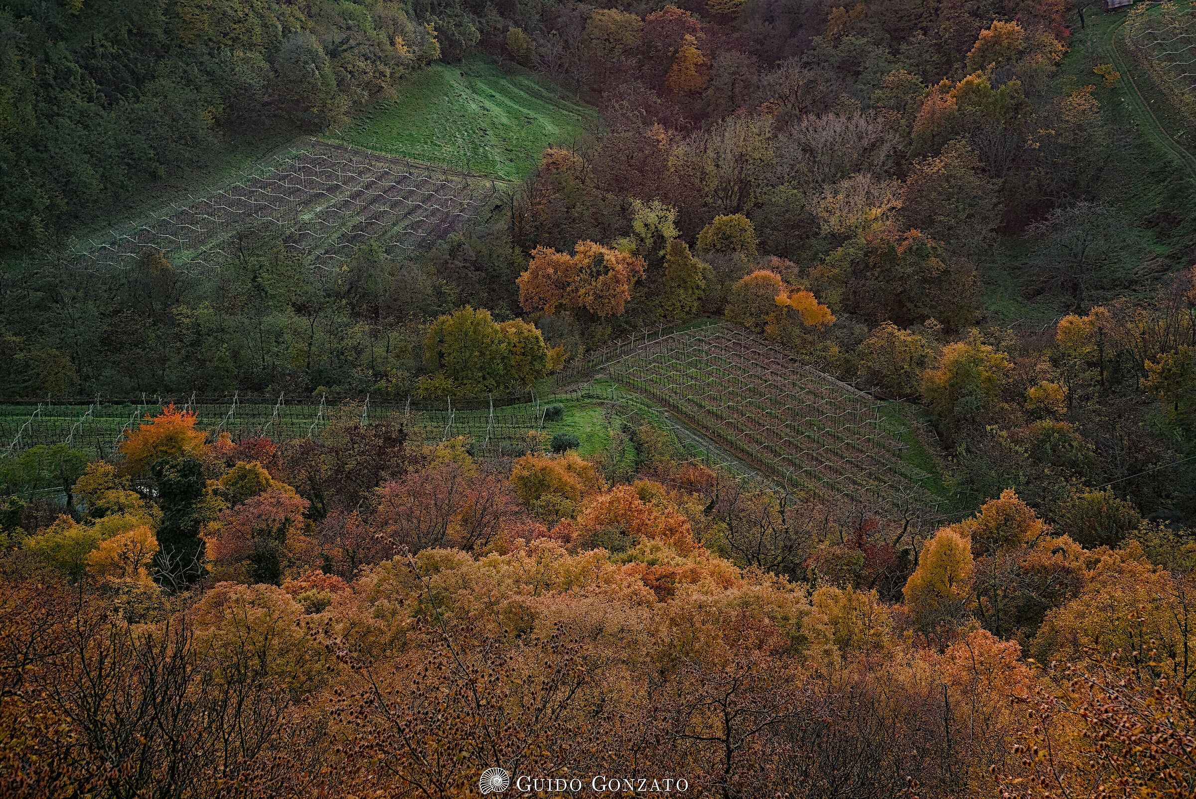 The vineyards in the woods