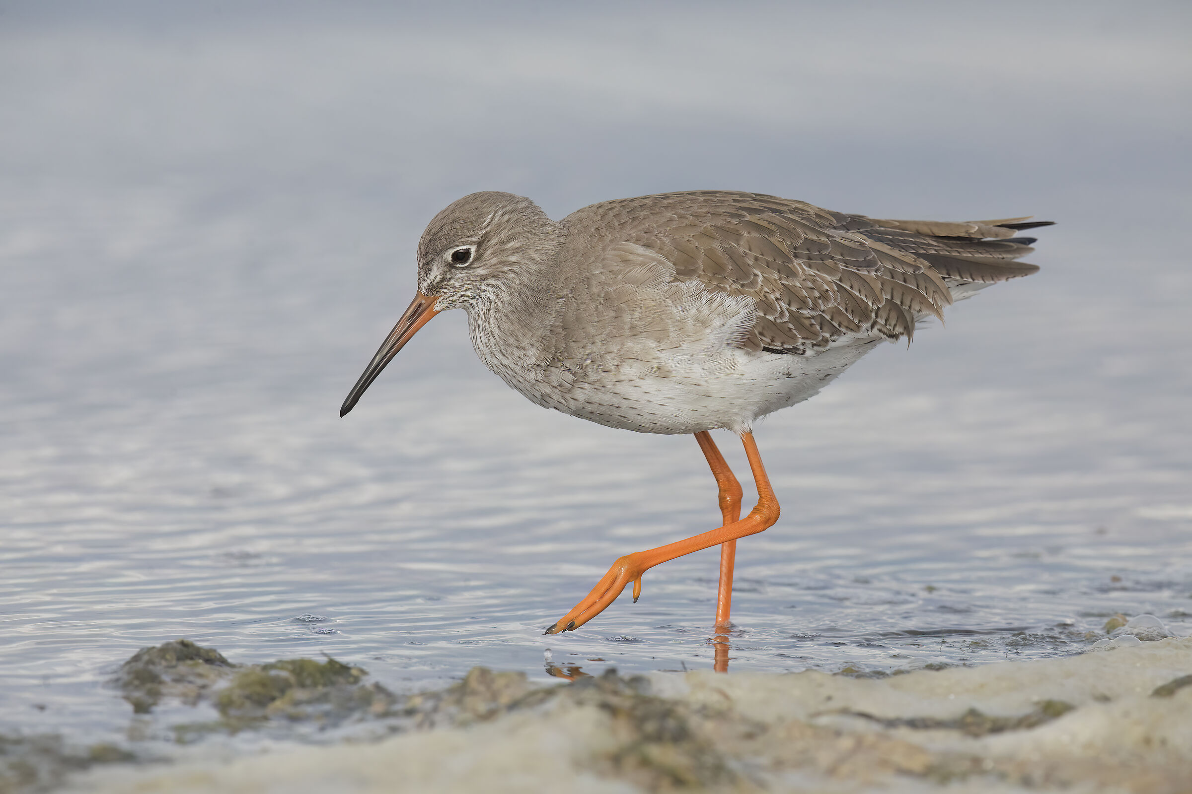 pettegola (tringa totanus)