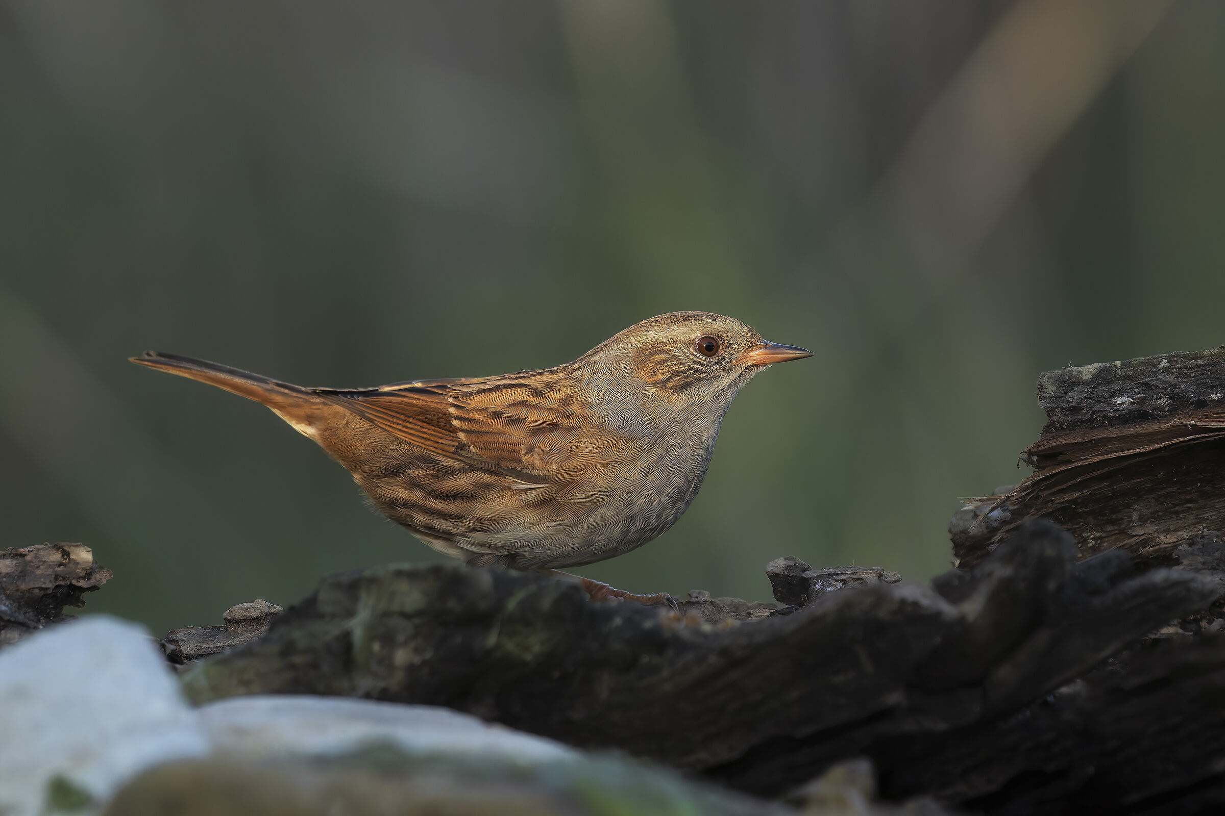 Dunnock