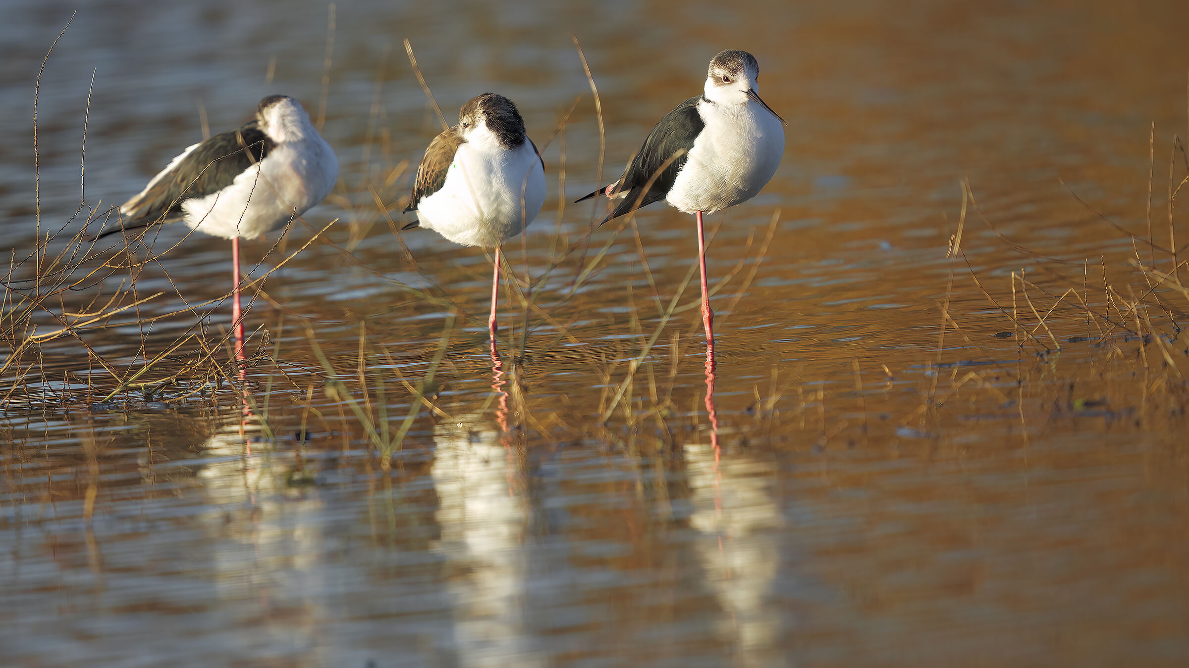 Sleeping Knights of Italy