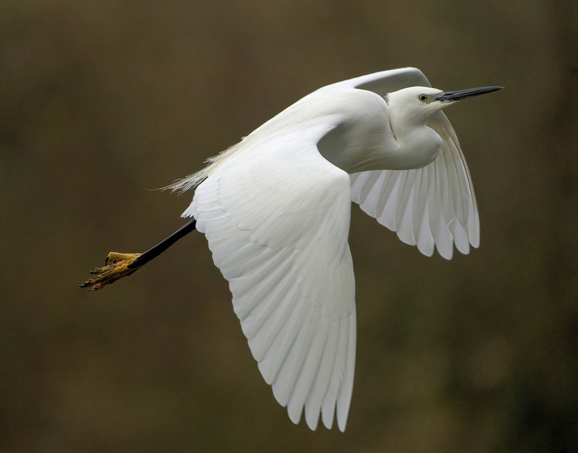 Egret egret