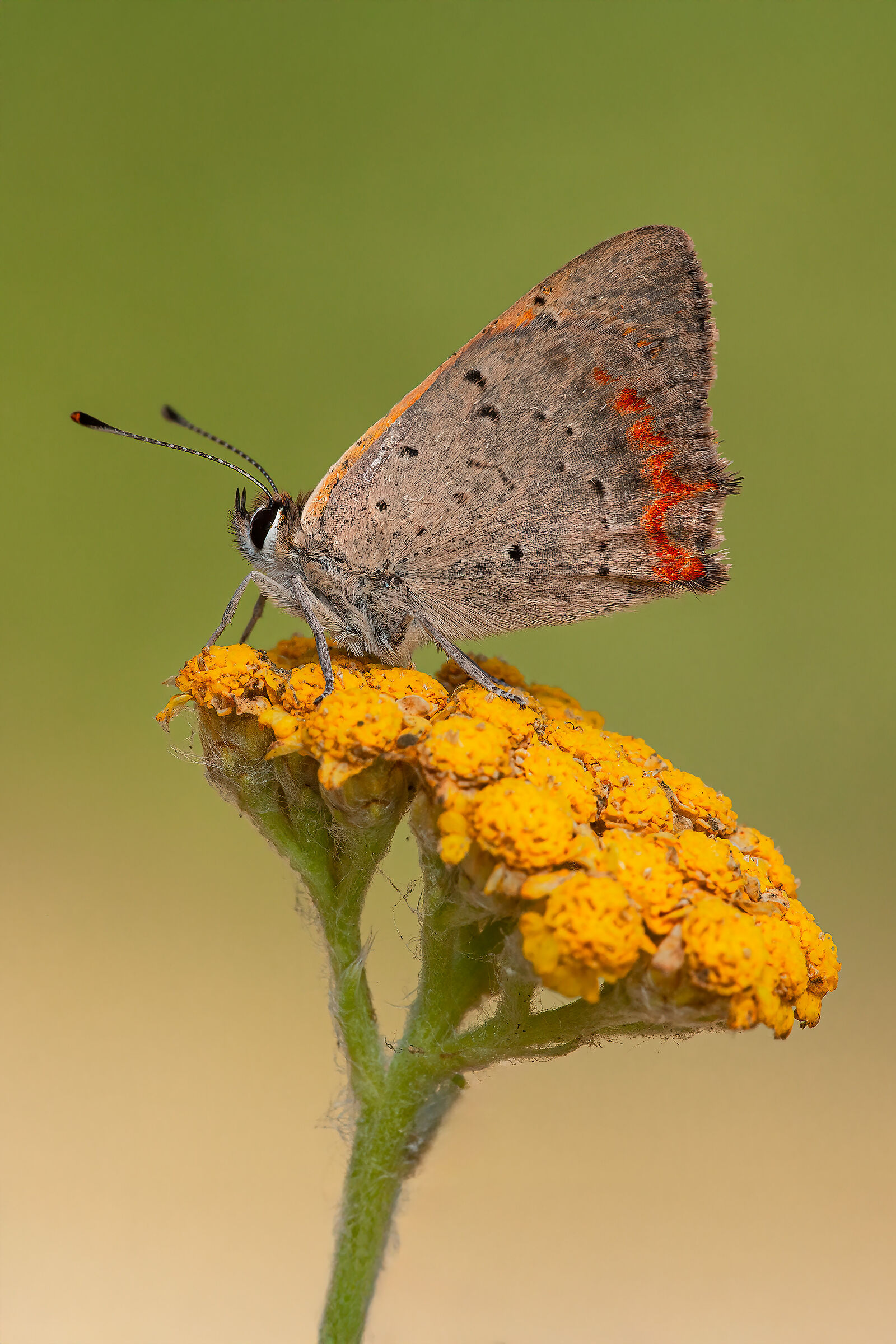 Lycaena phlaeas