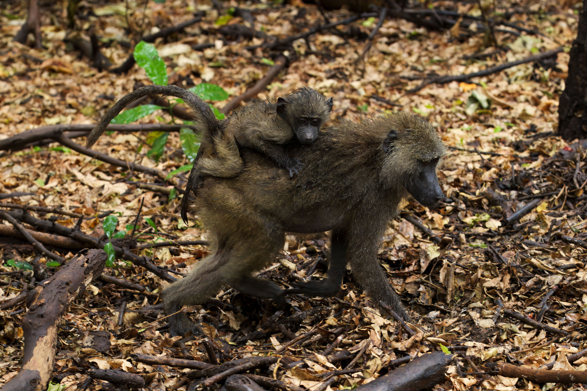 baboon with puppy
