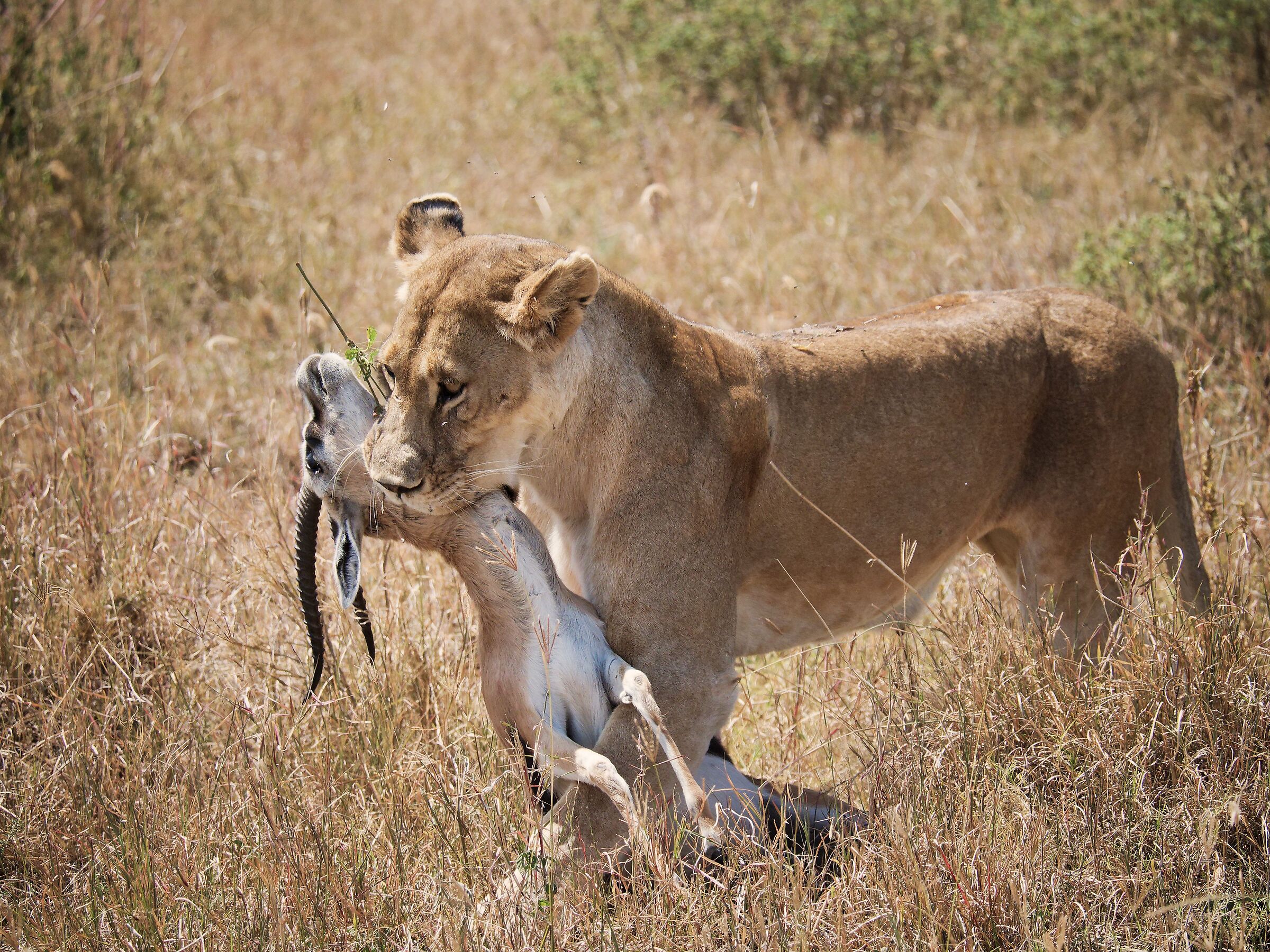 Attack in broad daylight