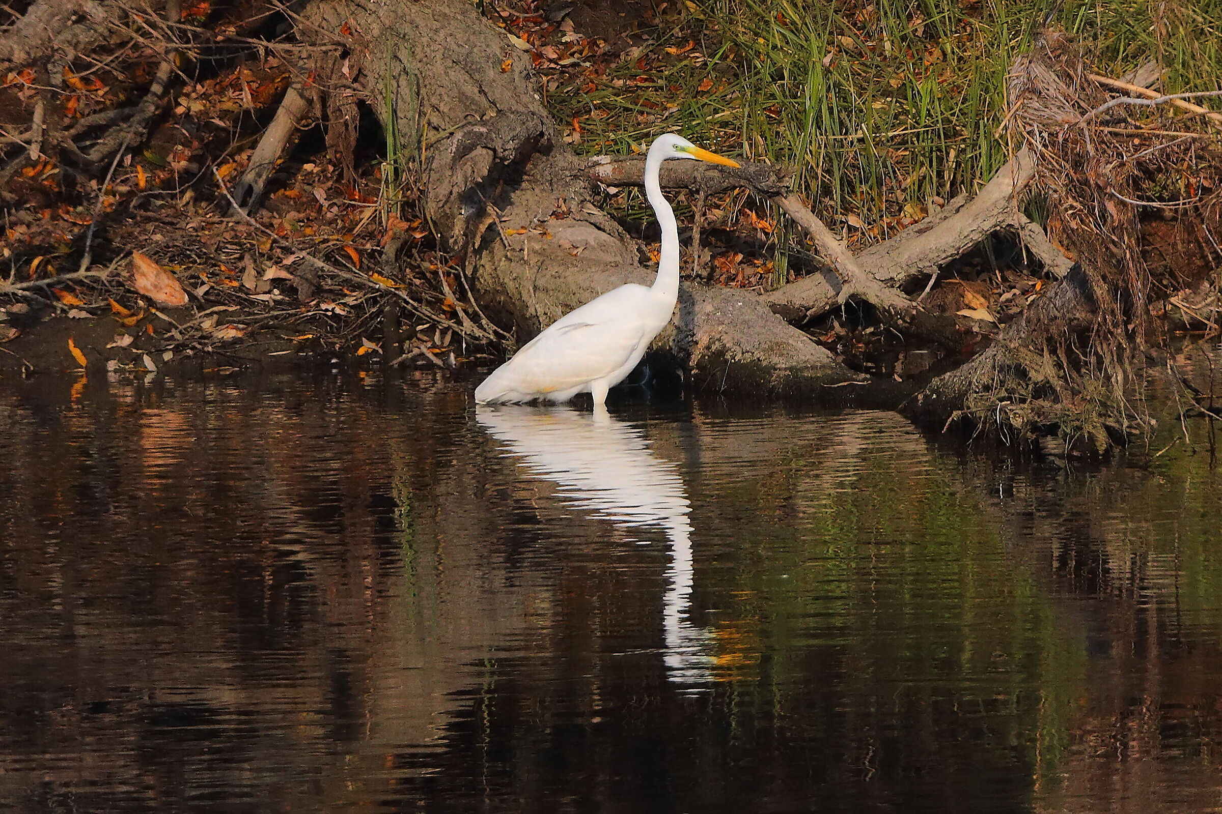 Airone BM novembre 2024 - 0151