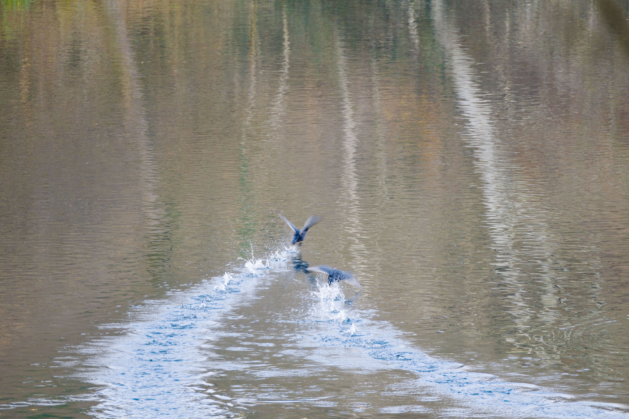 Volo sull'acqua - Quasi impressionista