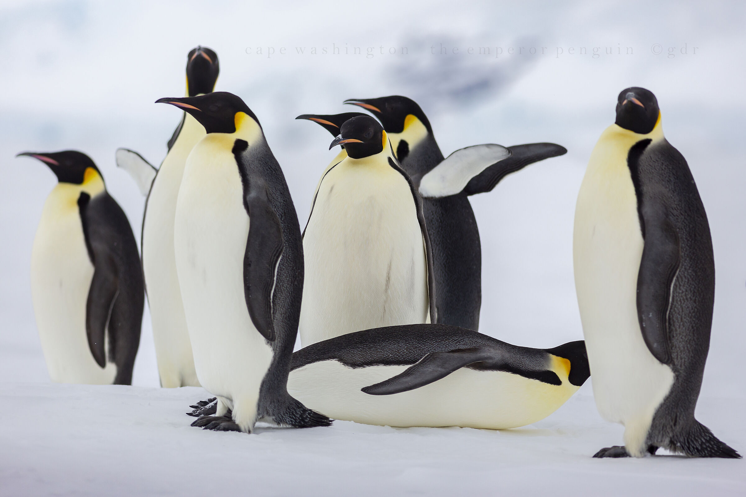 Emperor Penguins at Cape Washington.