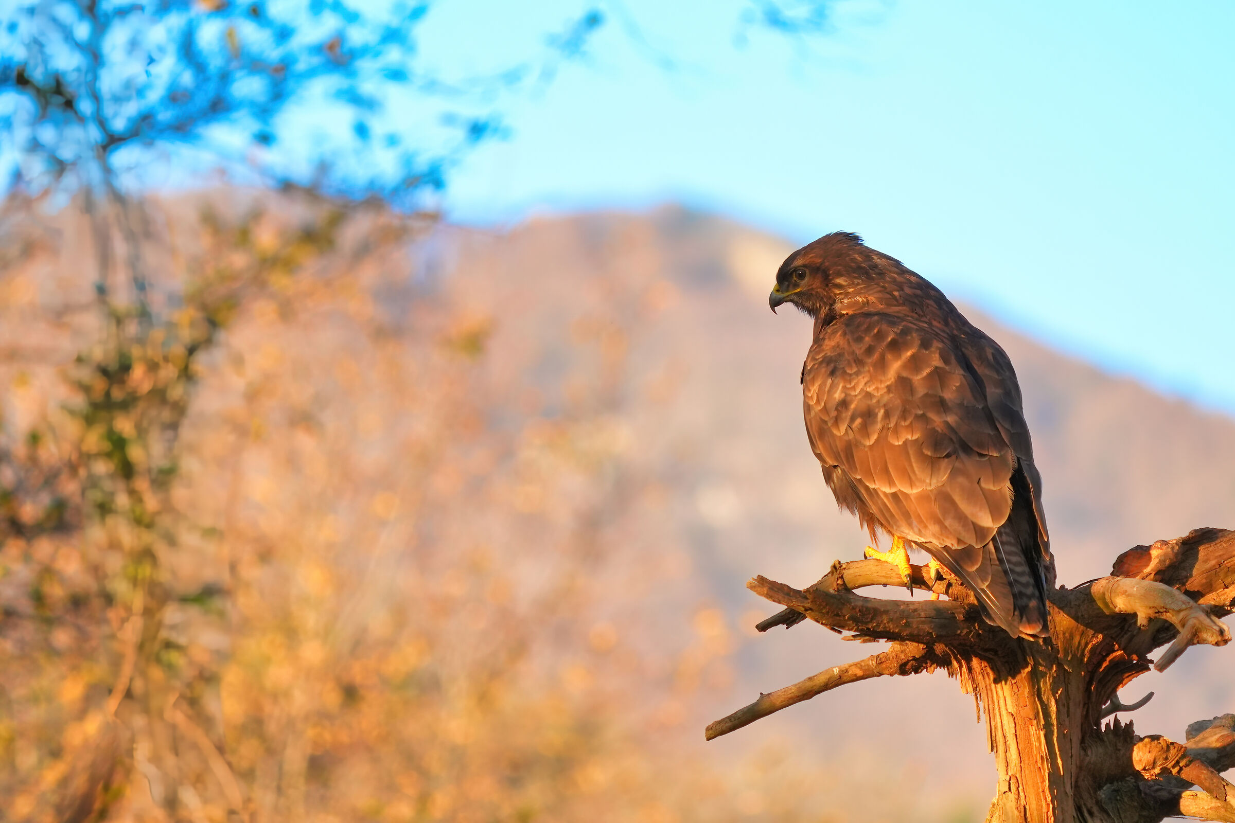 Buzzard.... autumnal