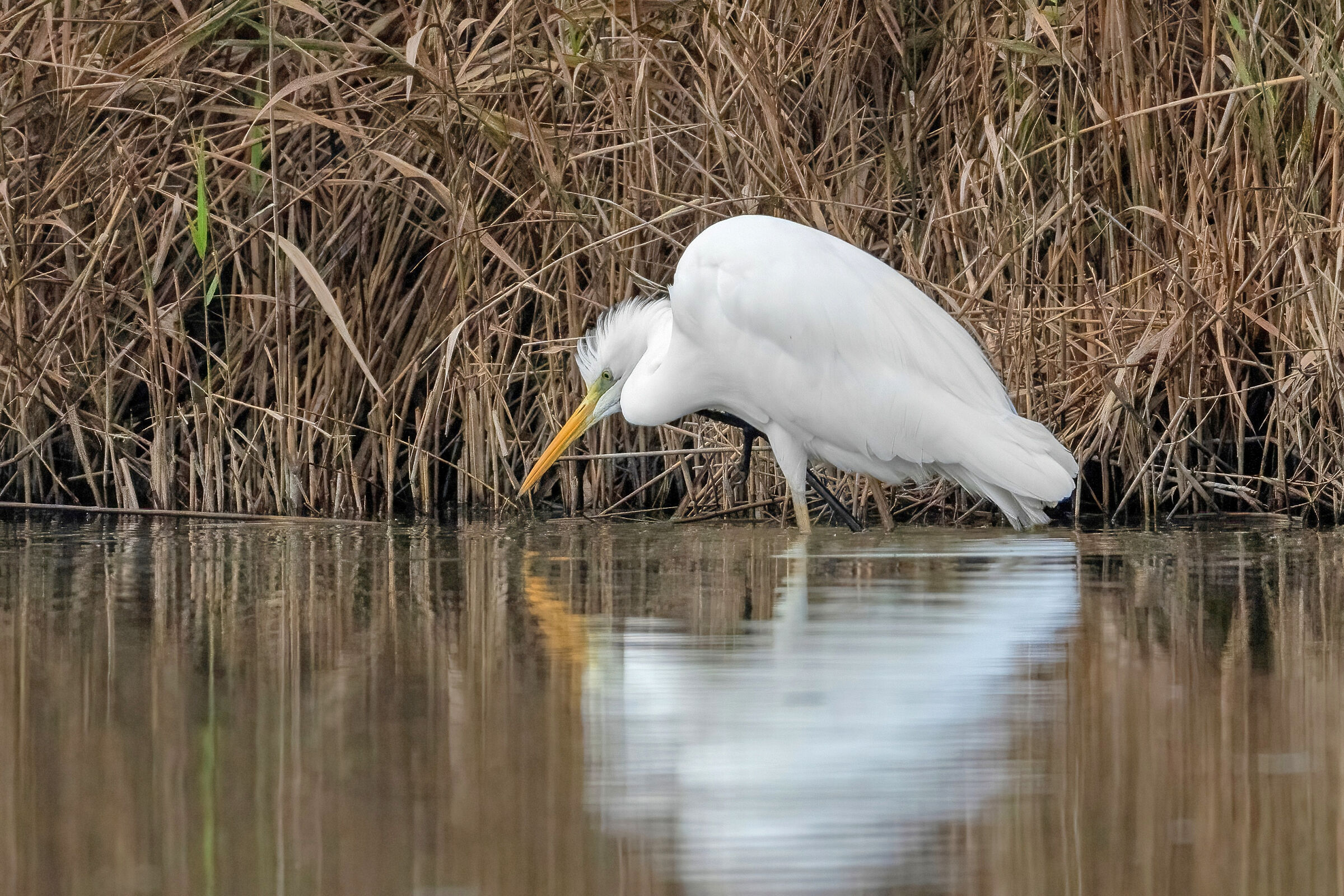 Airone bianco maggiore (Casmerodius albus)