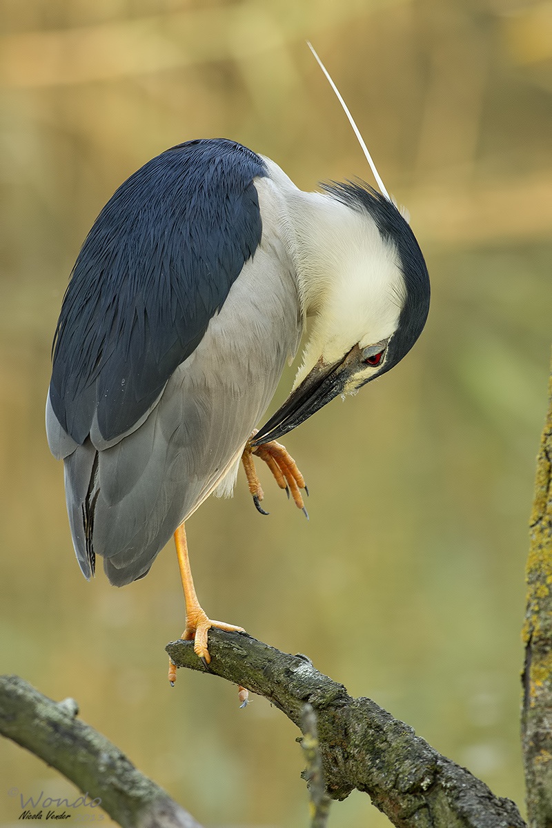 Night Heron